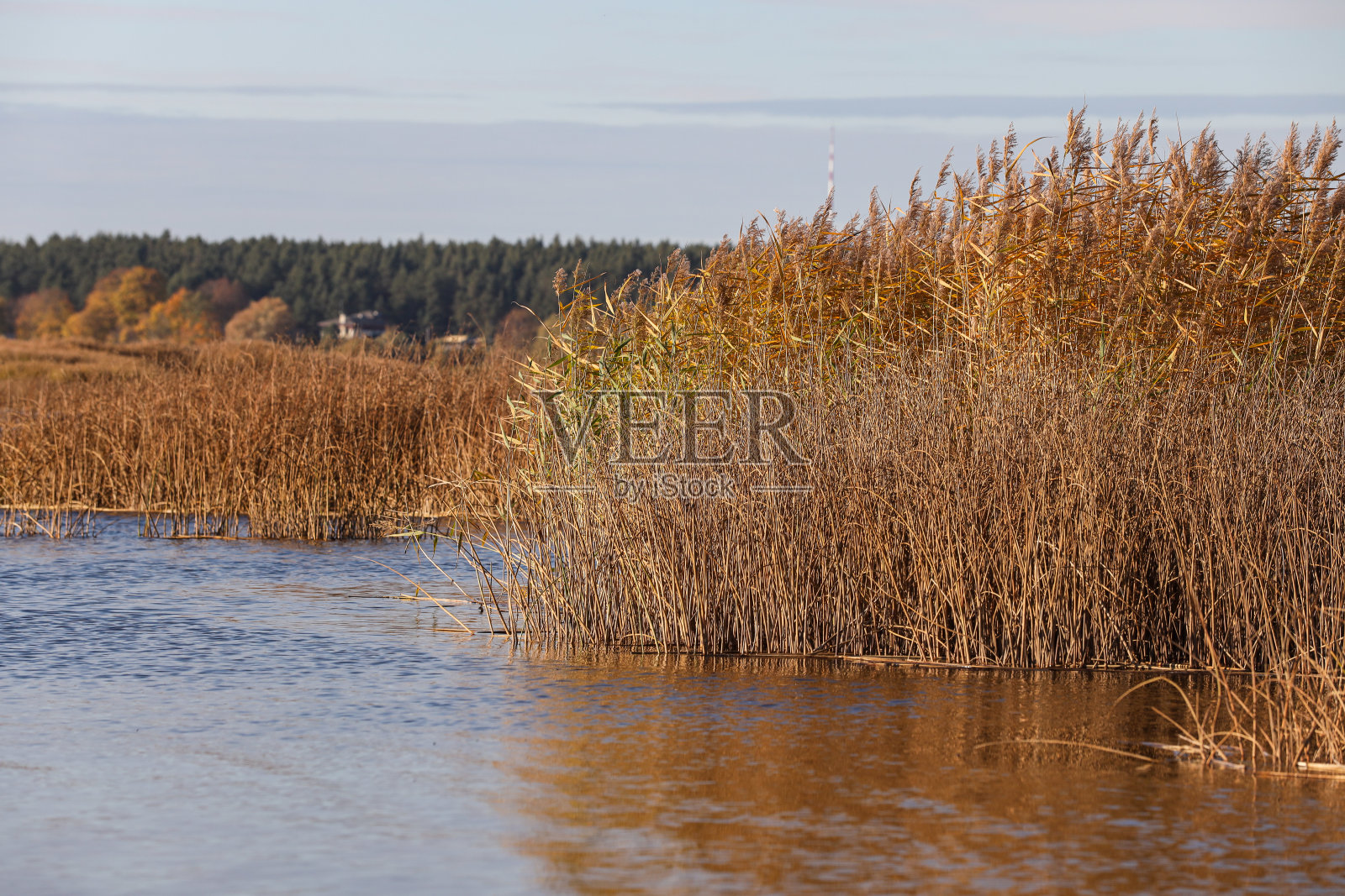 河流景观与树木和海草在秋天的颜色。照片摄影图片
