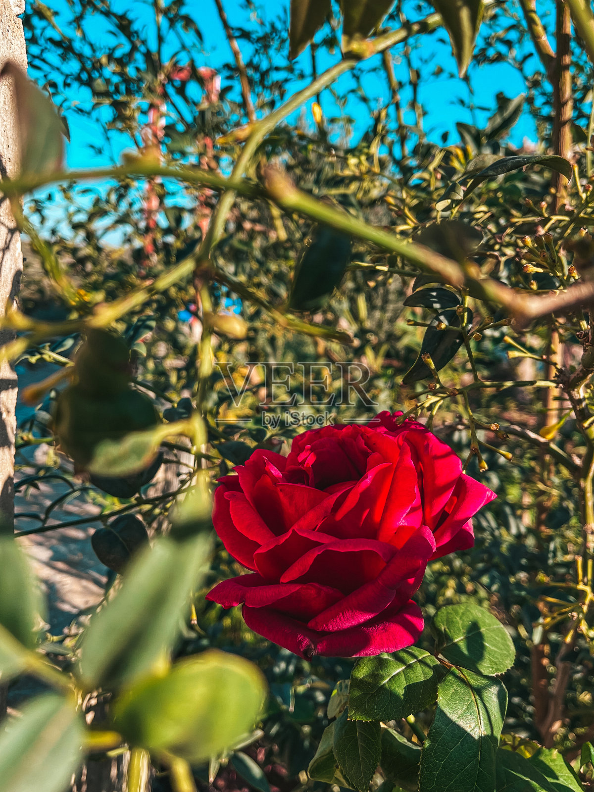 红色的花照片摄影图片