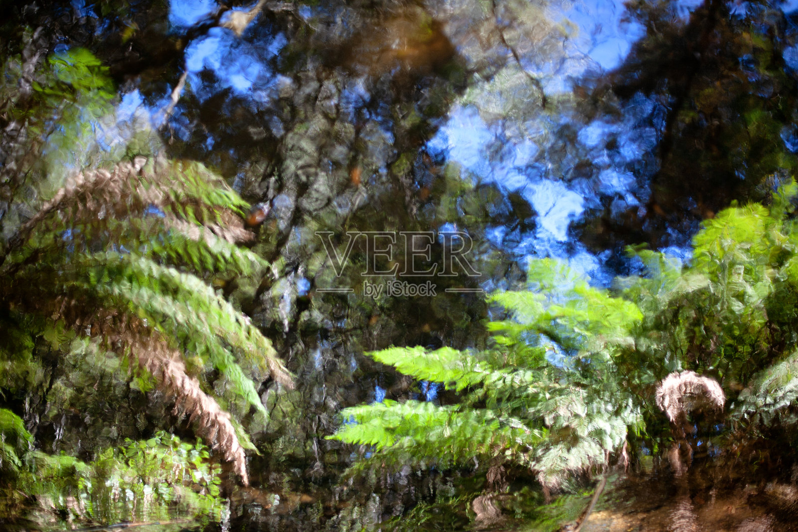 倒影在池塘表面的植被照片摄影图片