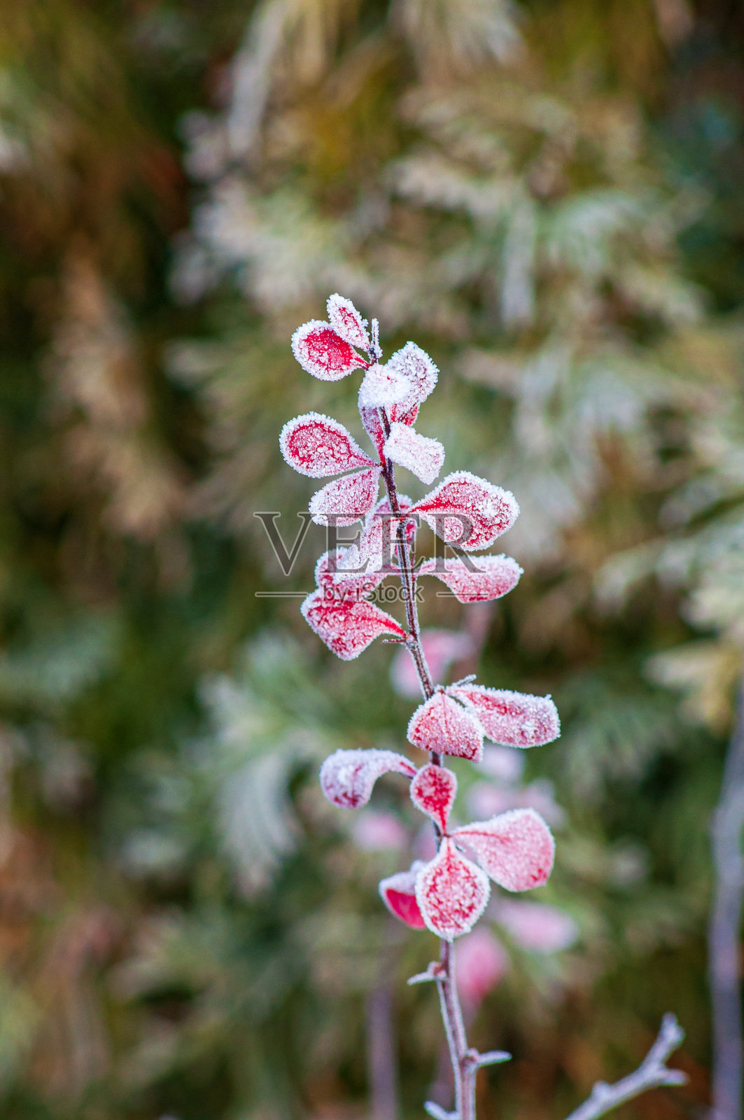 在白霜中，长着红叶的花园小树枝。背景与选择性聚焦和thuja失焦。照片摄影图片