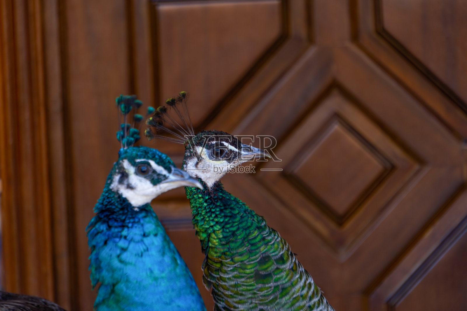 彩色孔雀的特写照片摄影图片