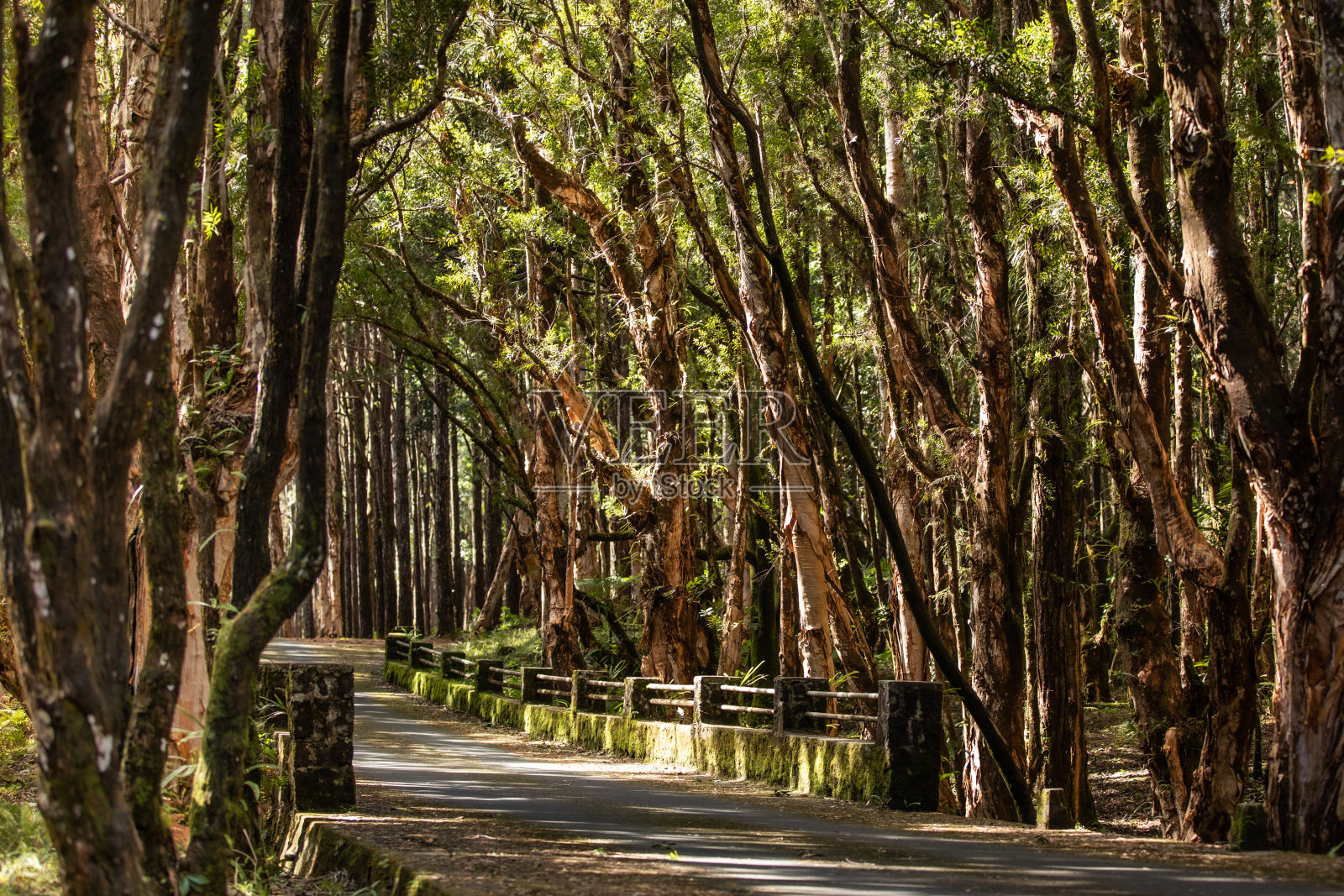 自然、风景优美的道路、海洋、悬崖、灯塔和冲浪照片摄影图片