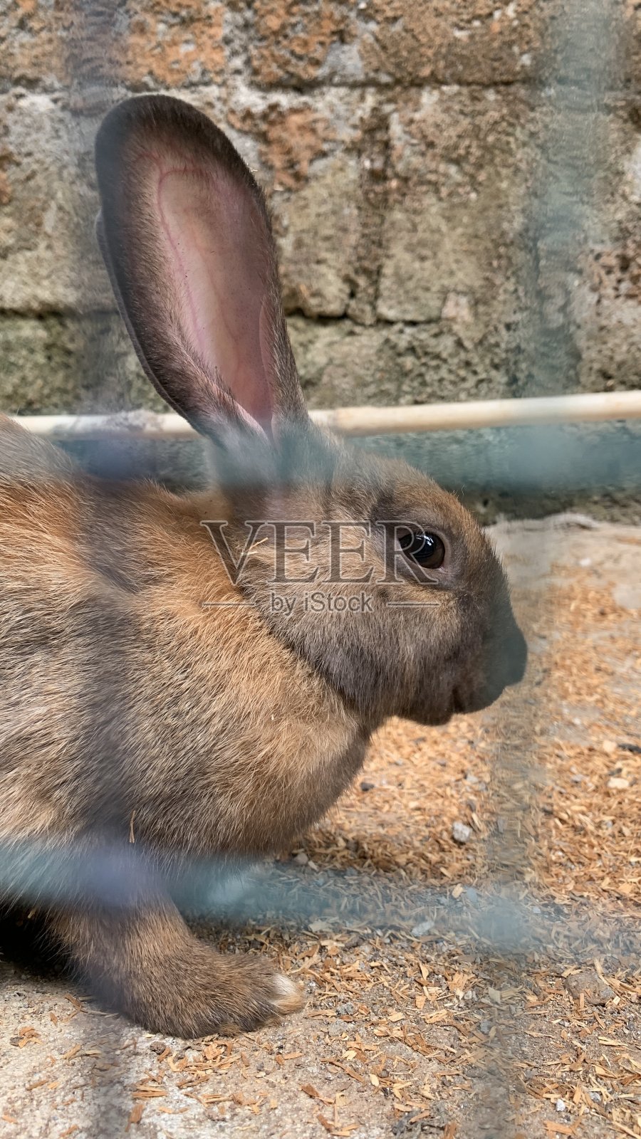 棕色兔子在笼子里照片摄影图片