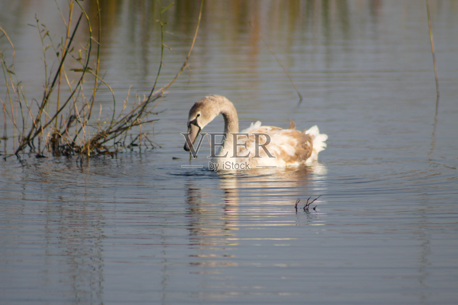 天鹅保持小藻类波纹湖特写与焦点前景照片摄影图片