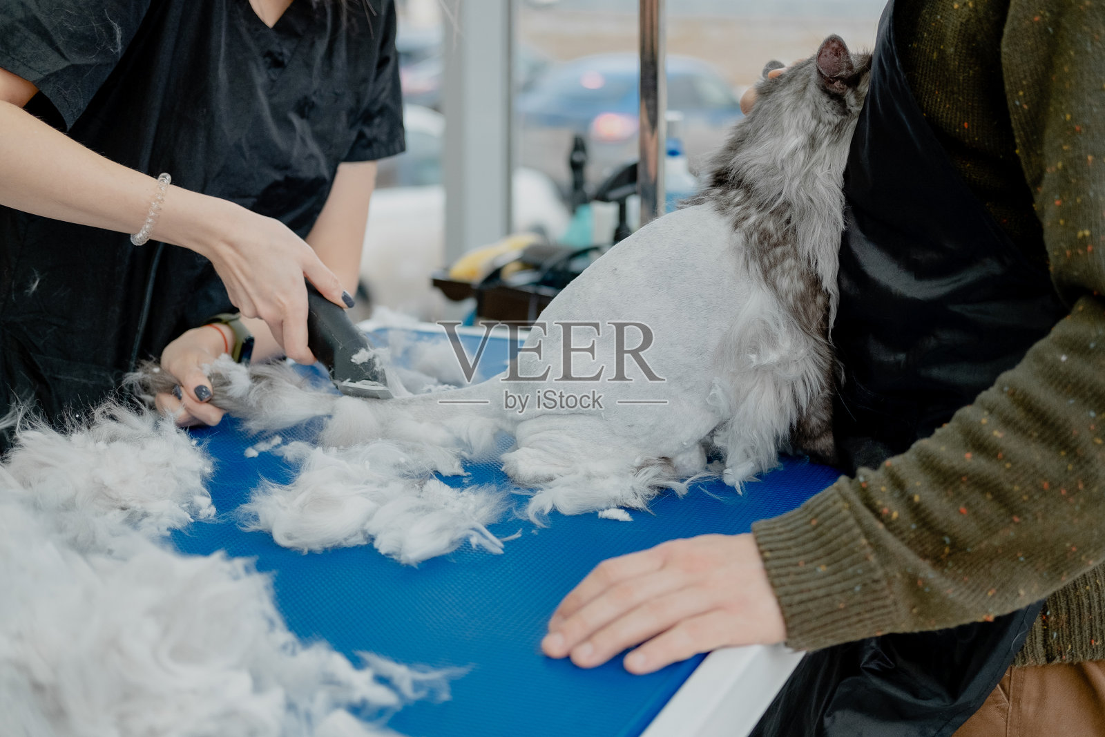 专业美容师在宠物美容院用修毛机为毛茸茸的猫剪毛。照片摄影图片