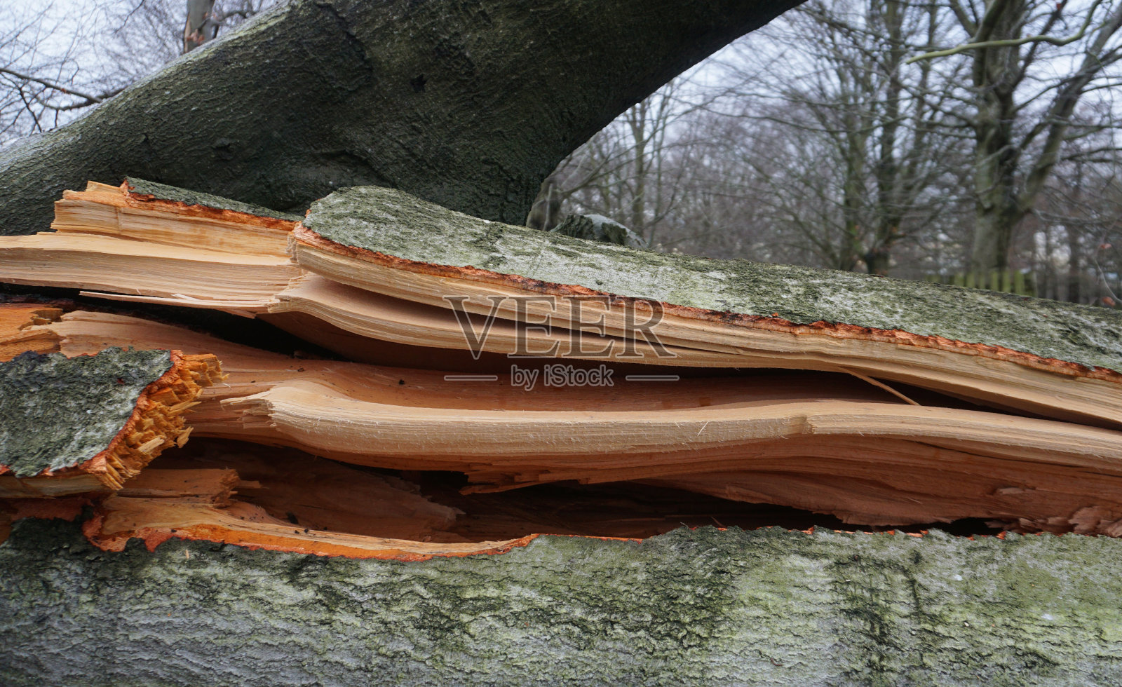 把树干下降照片摄影图片