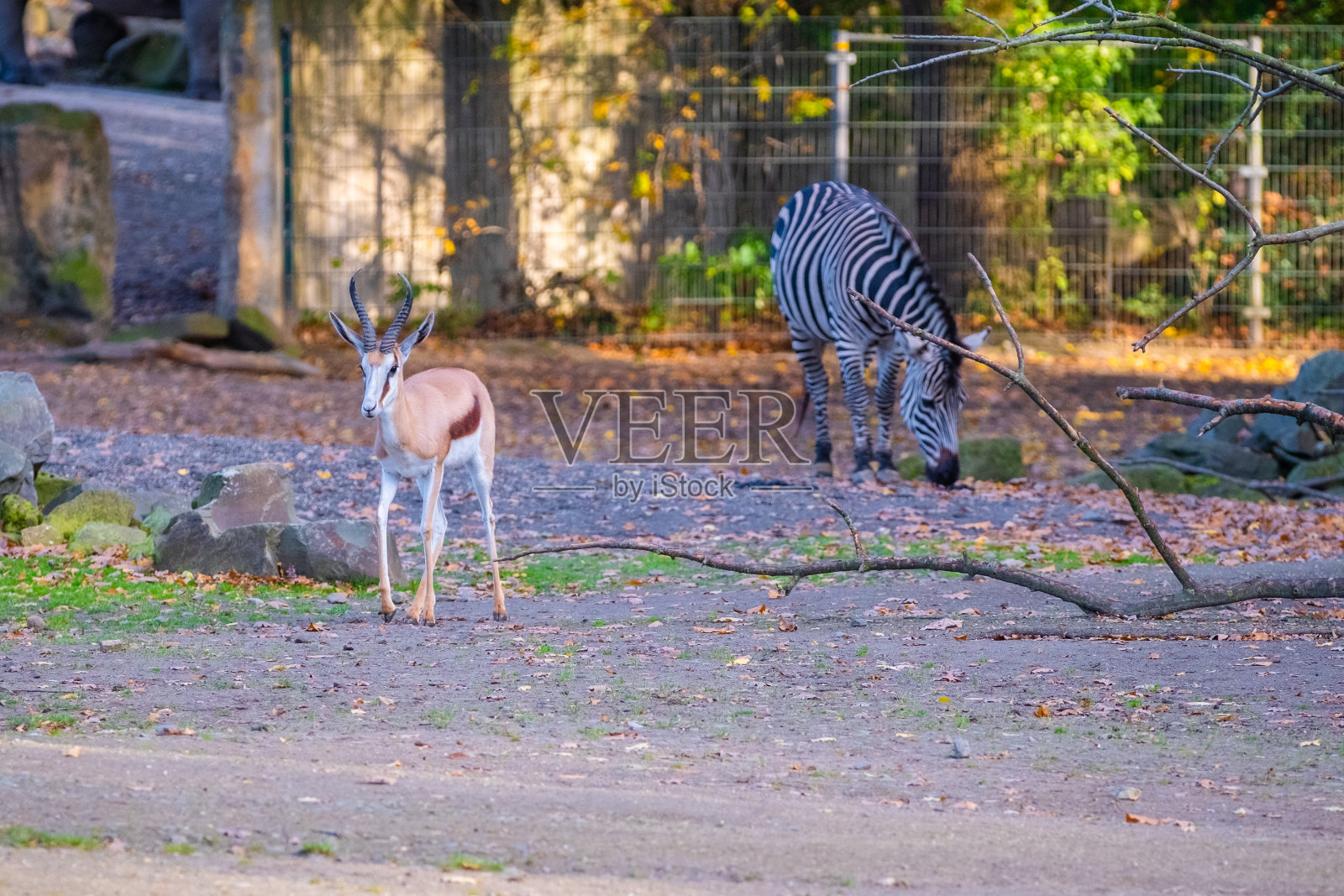 瞪羚照片摄影图片