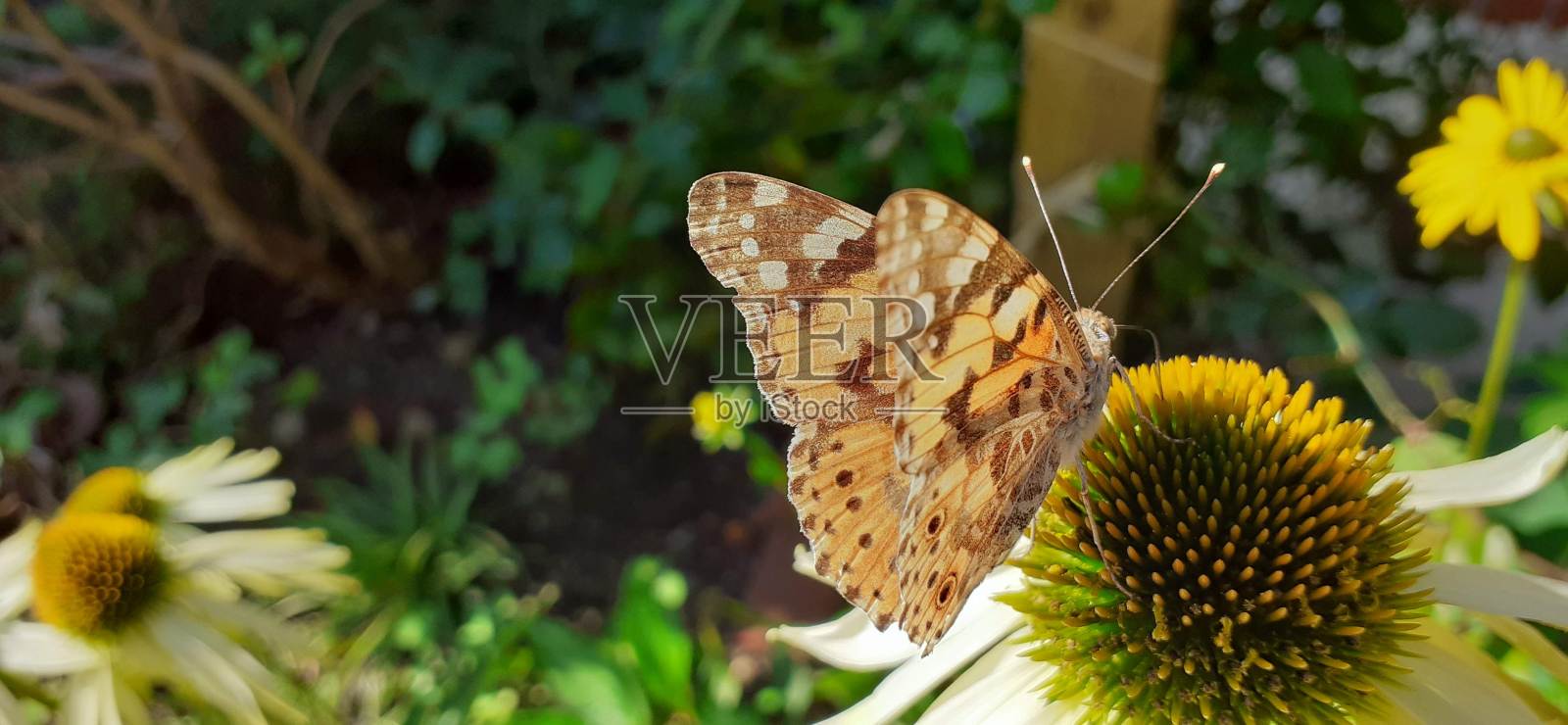 画蝴蝶夫人照片摄影图片