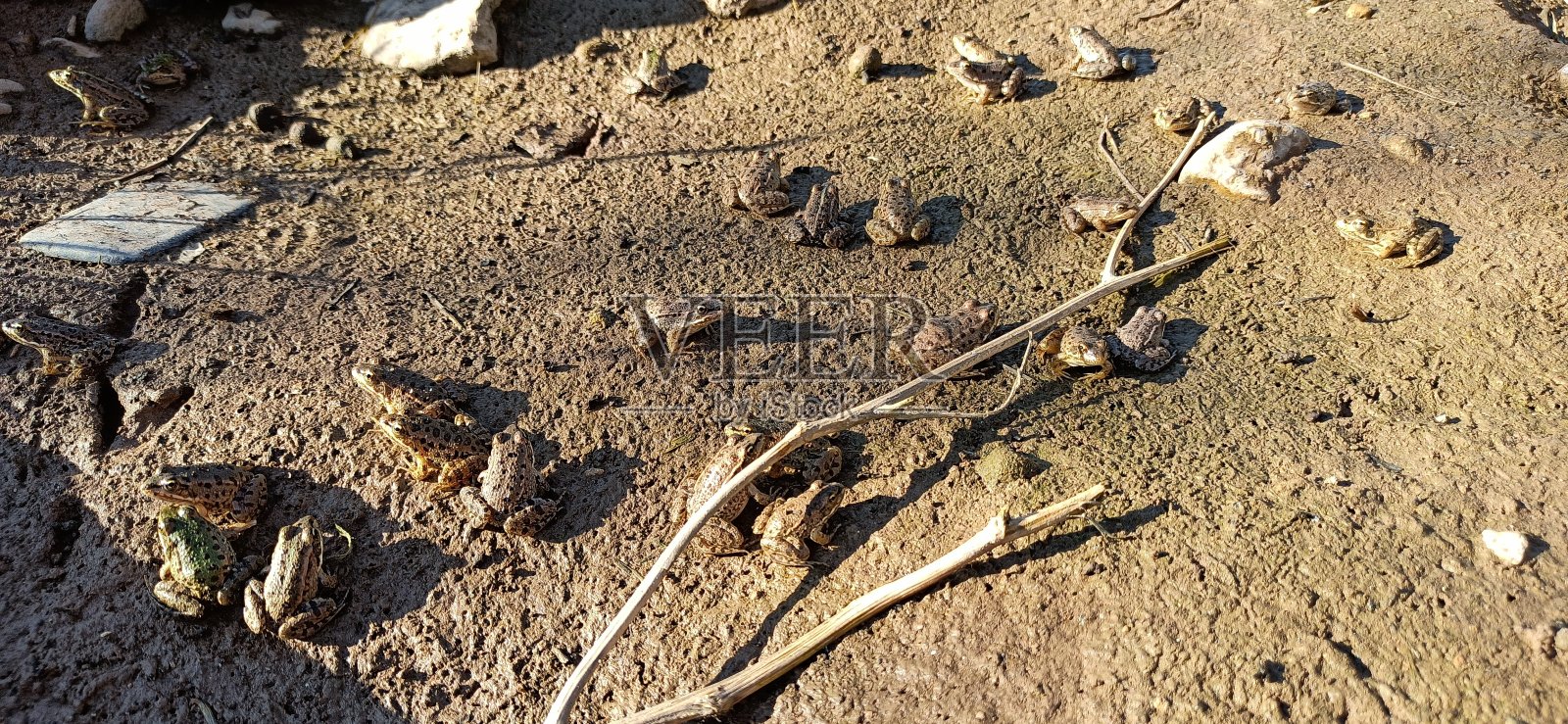 沼泽蛙（Pelophylax ridibundus）照片摄影图片