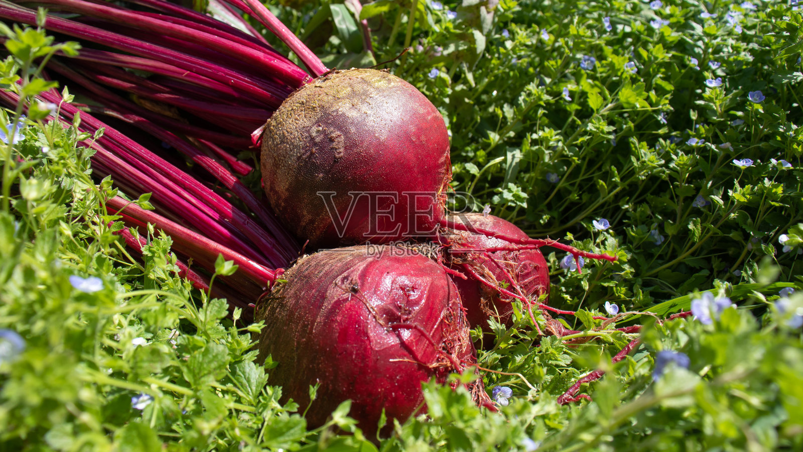 像红宝石一样闪耀的节拍照片摄影图片