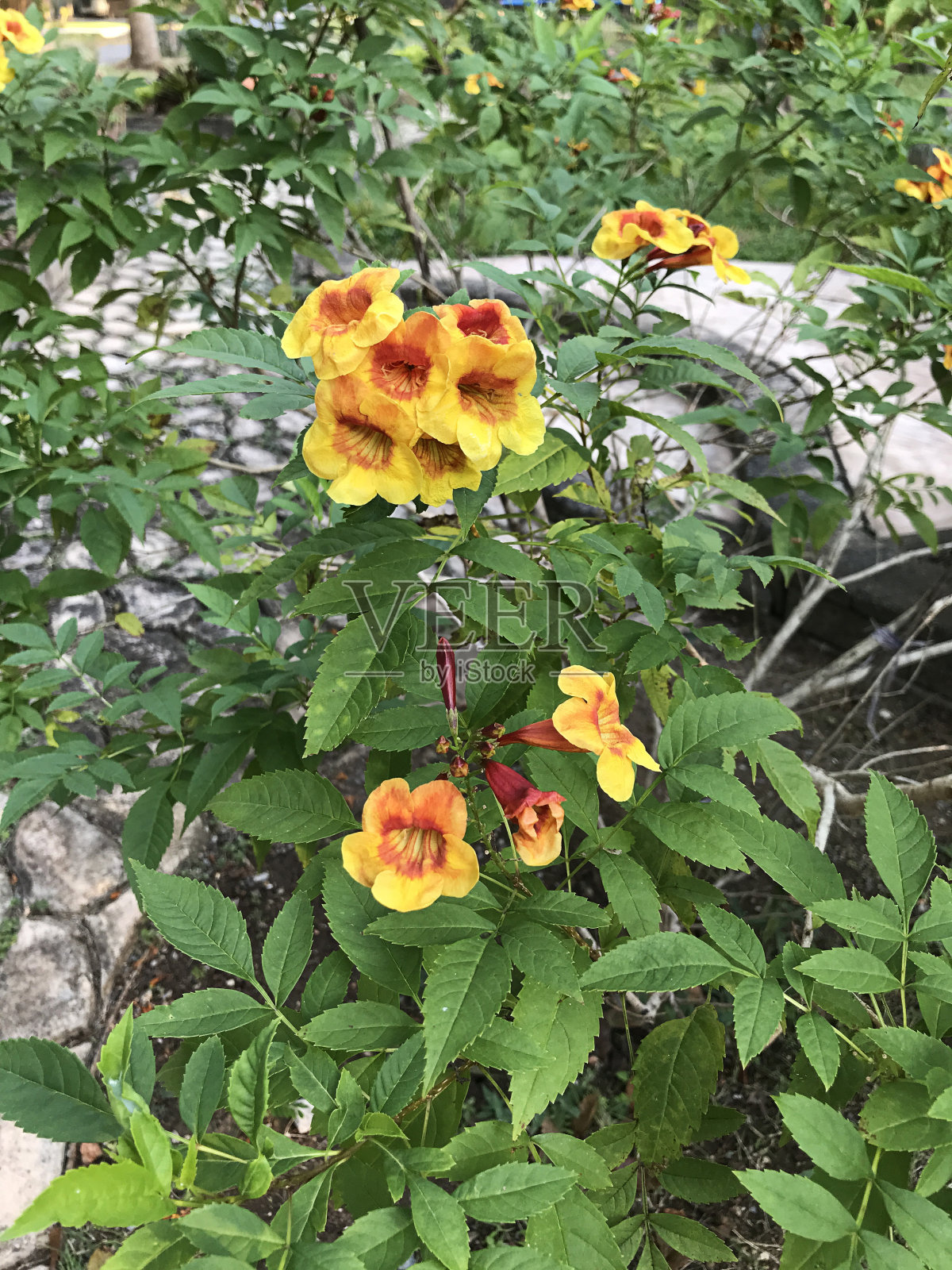 菊苣或喇叭藤或喇叭匍匐植物或牛痒藤或蜂鸟藤花。照片摄影图片