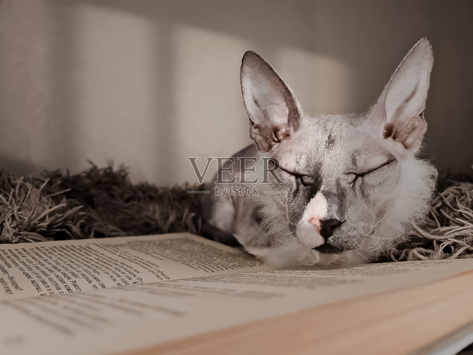 猫的梦想照片摄影图片