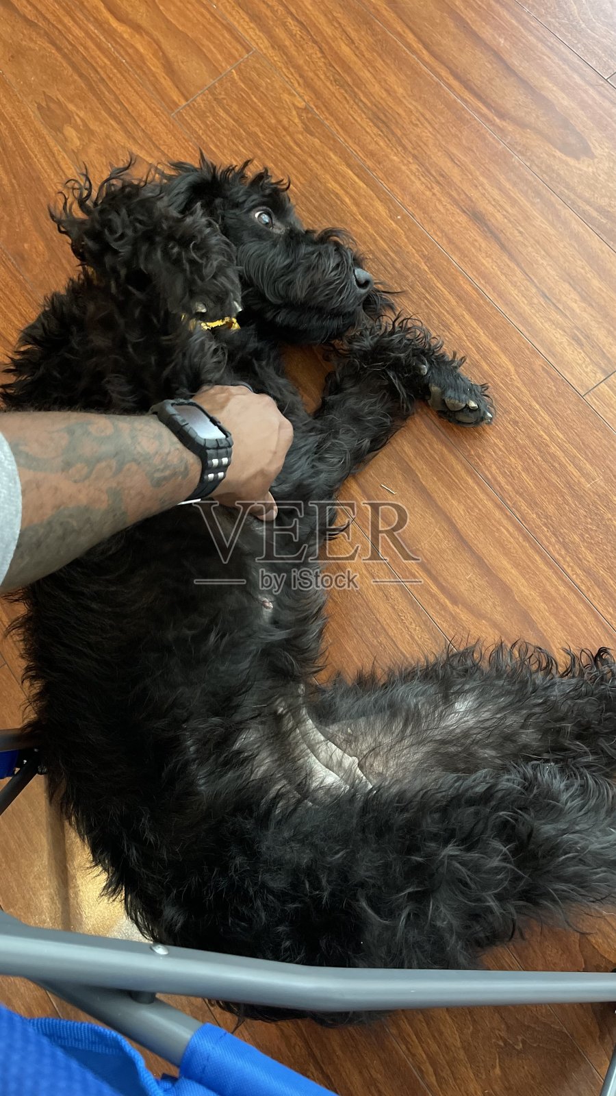 贝利照片摄影图片