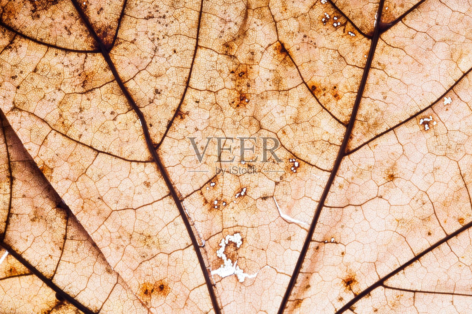 黄色的秋叶背景。充满活力的金色自然纹理。特写宏观橙色秋季图案。照片摄影图片