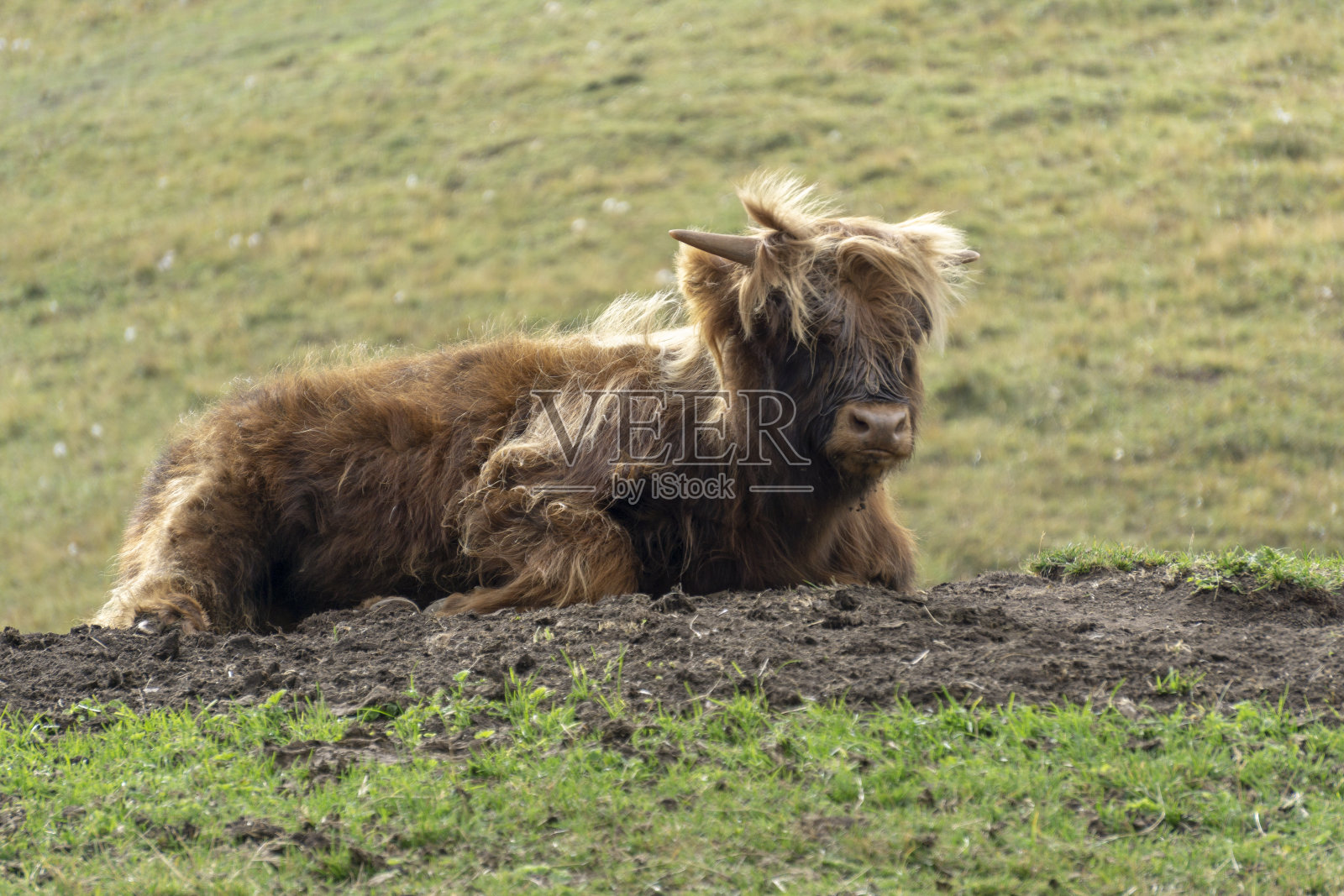 牧场上的苏格兰高地牛群。照片摄影图片