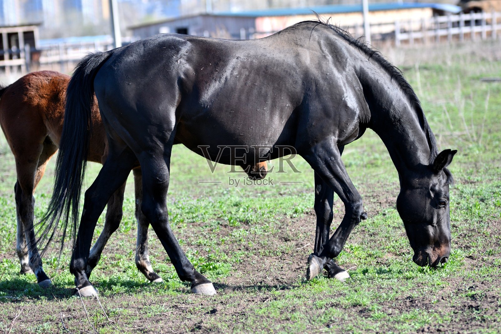 农场里的马照片摄影图片