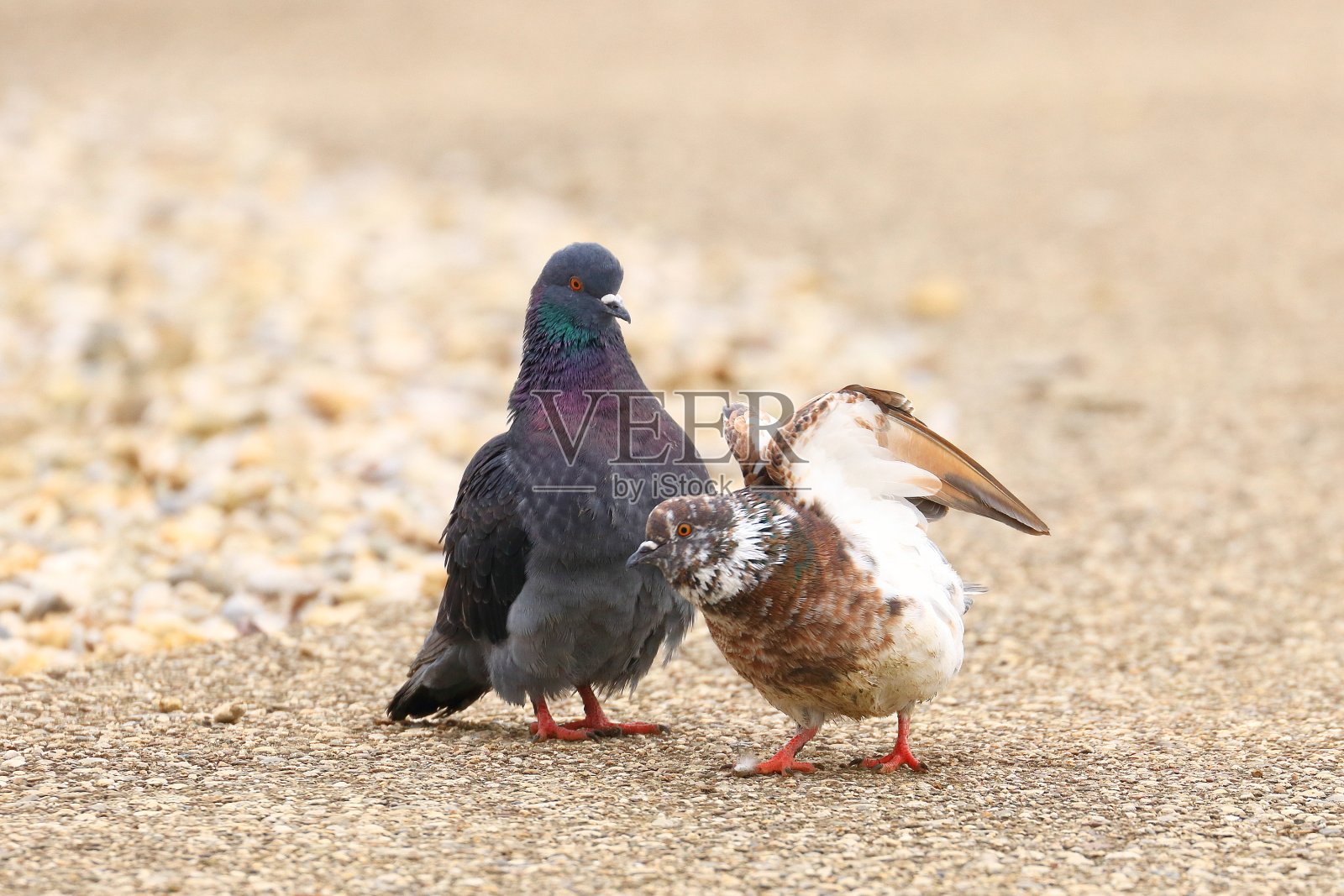 两只相爱的鸽子照片摄影图片