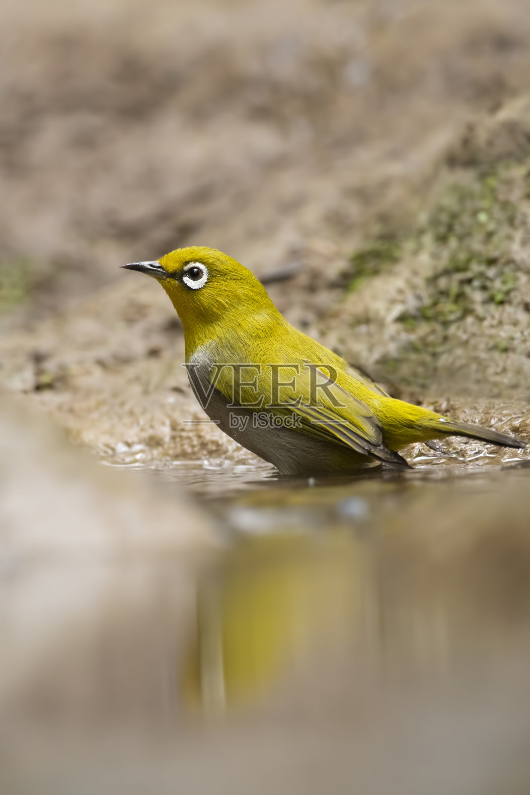 印度白色的眼照片摄影图片