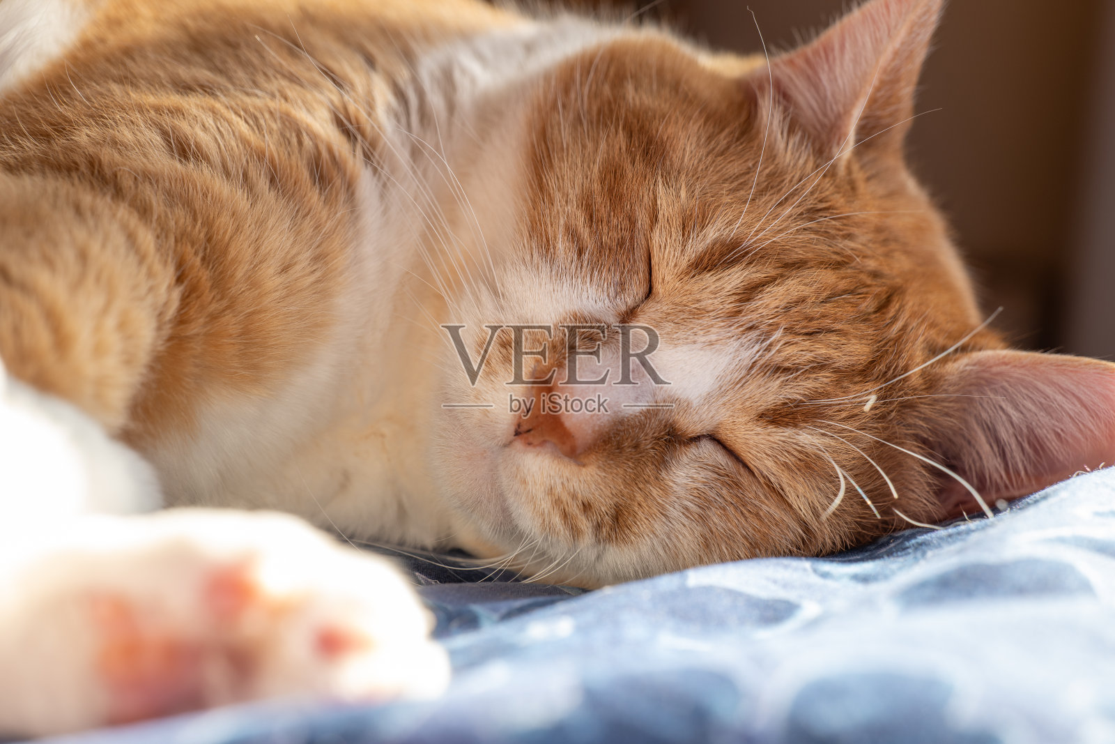 床上睡觉的家猫照片摄影图片
