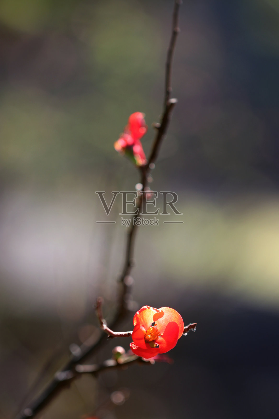 日本榅桲，细枝上盛开的红色小花。照片摄影图片