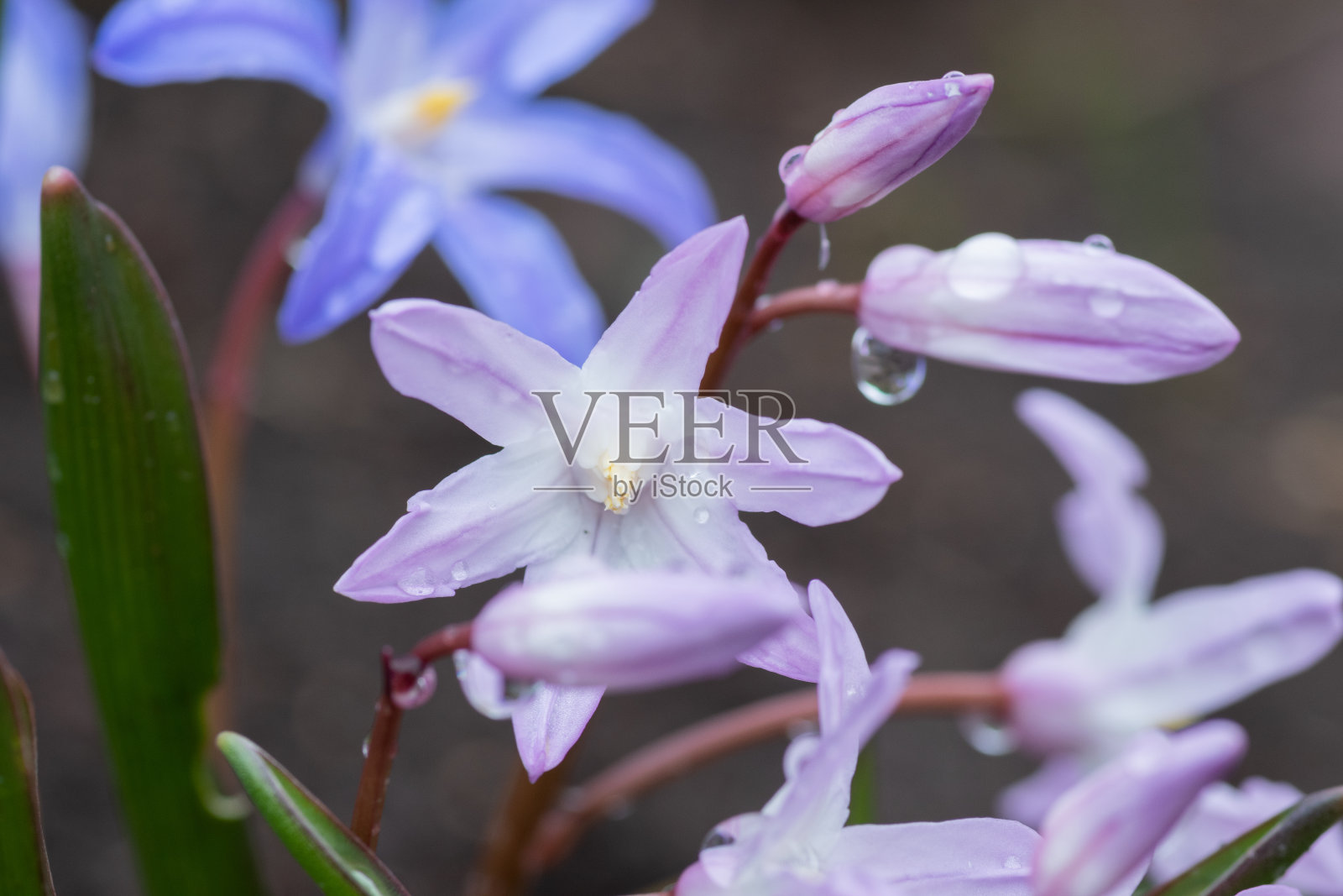 春雨过后的花园里照片摄影图片