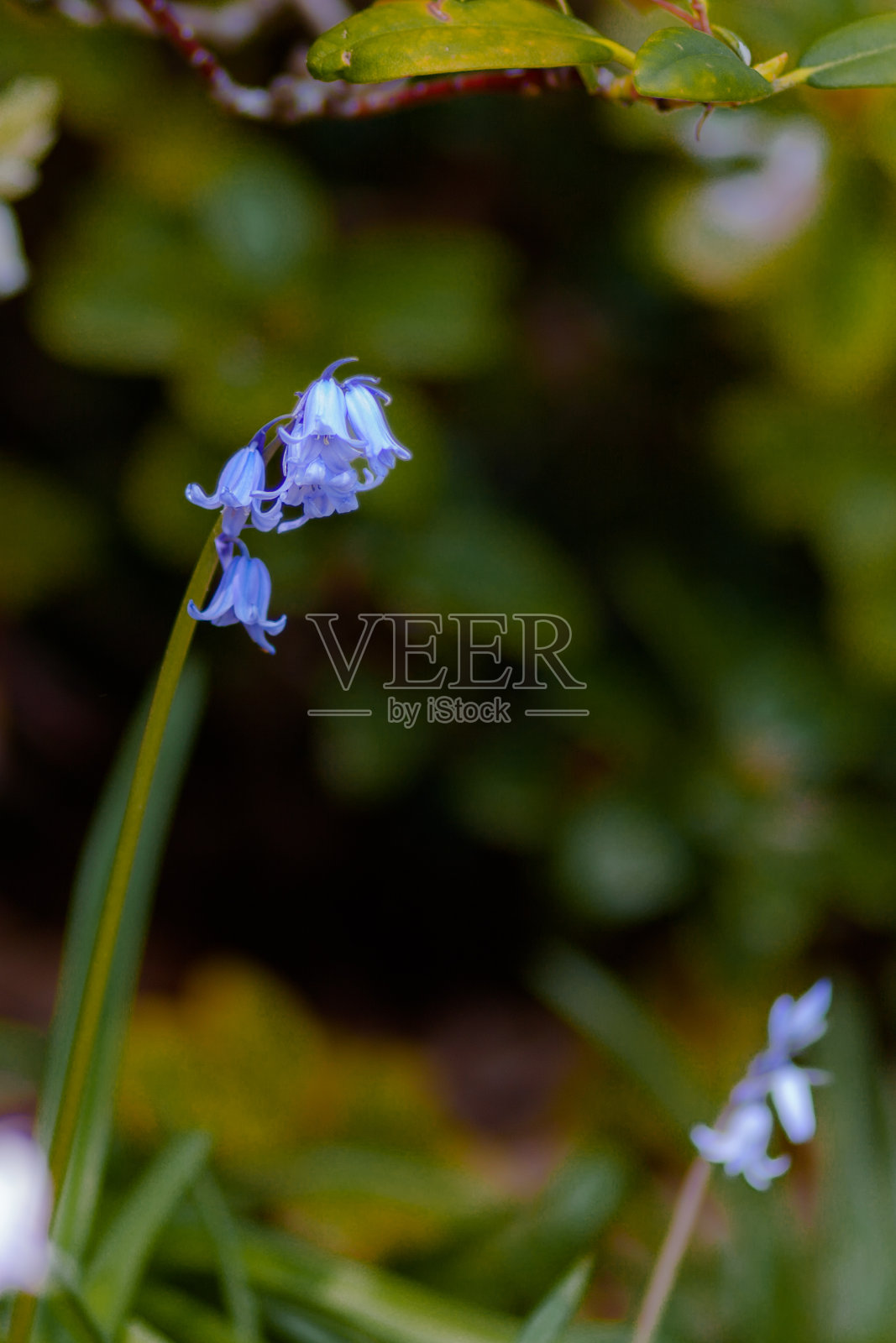 春天的花照片摄影图片