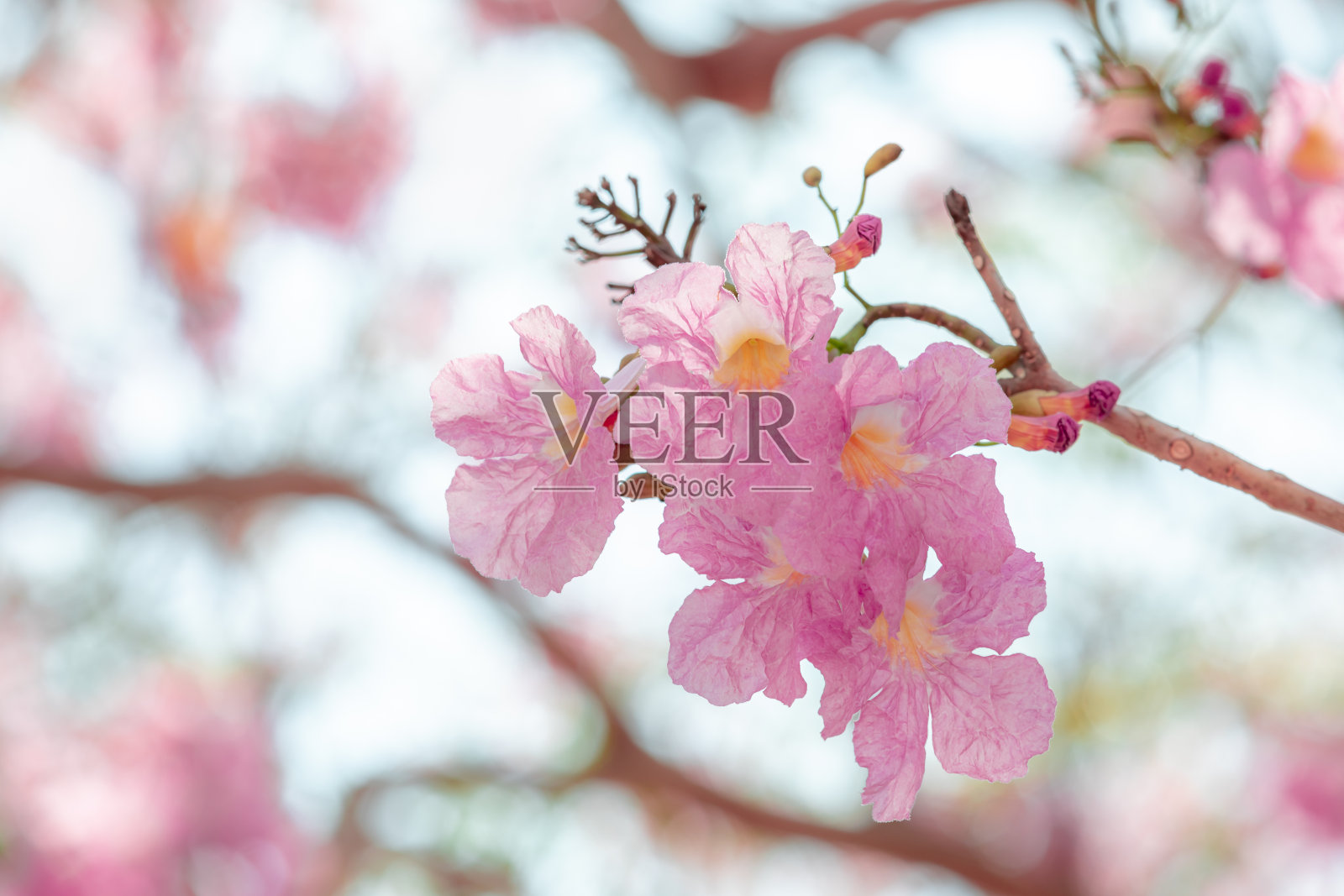 泰国的香波内裤或粉红色内裤樱花照片摄影图片