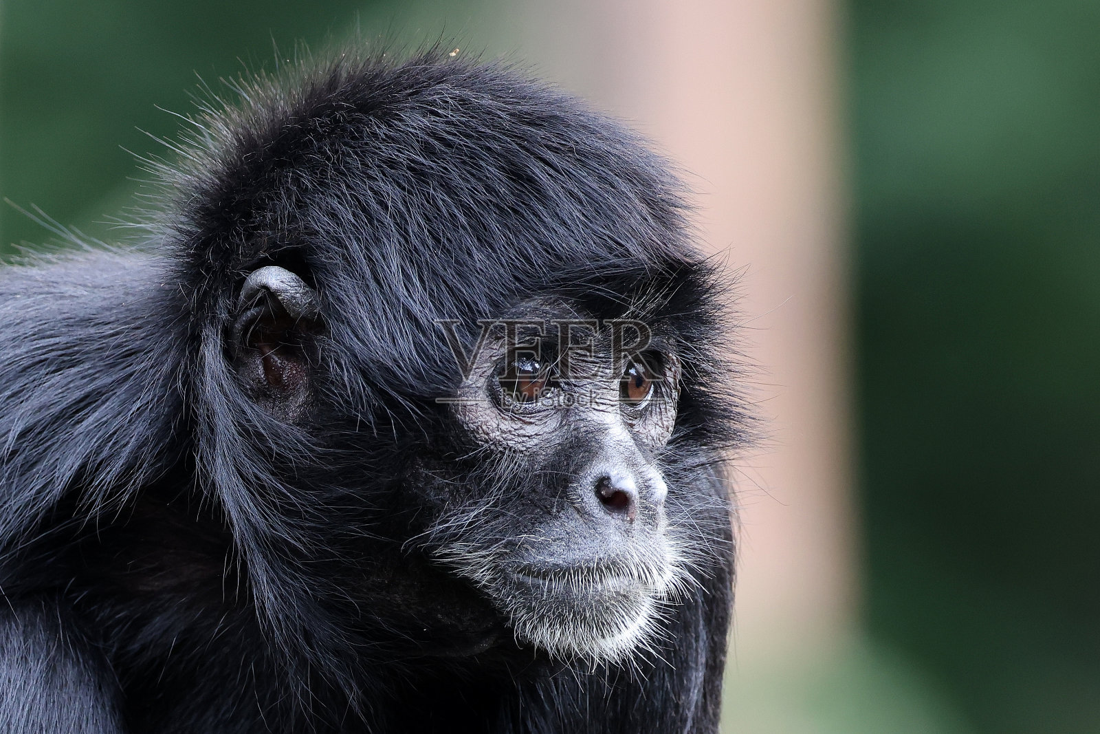 哥伦比亚蜘蛛猴(阿特利斯fusciceps rufiventris)的特写镜头照片摄影图片