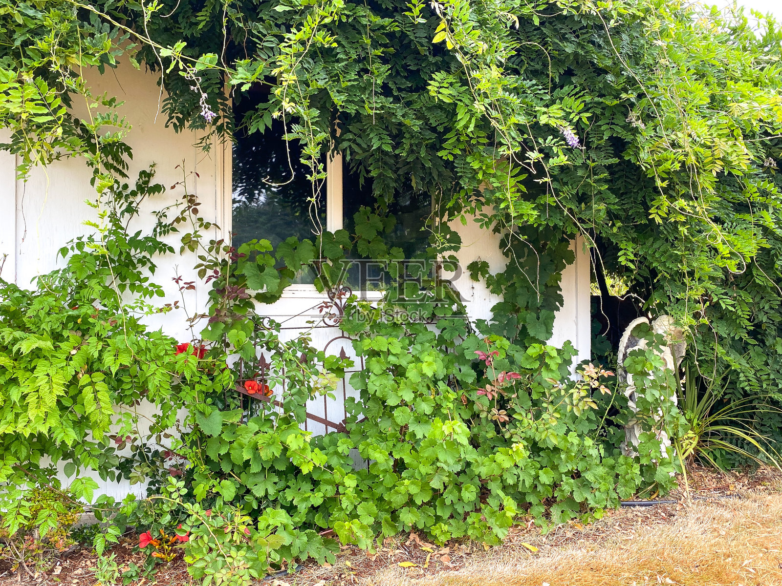 花园的墙照片摄影图片