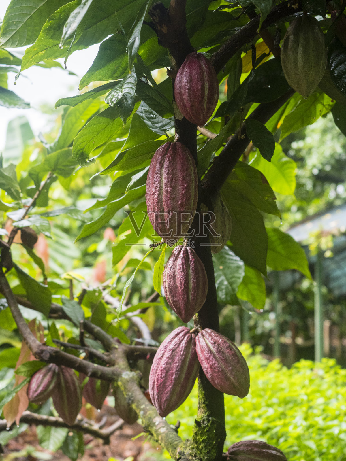 可可树上成熟的可可果实照片摄影图片