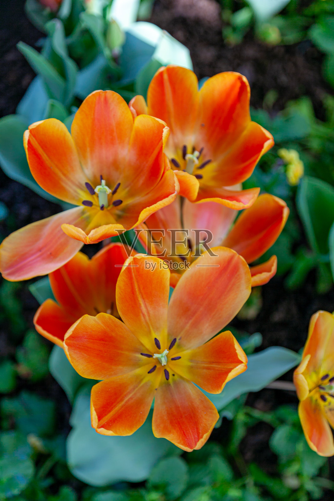 花展-匹兹堡，宾夕法尼亚州照片摄影图片