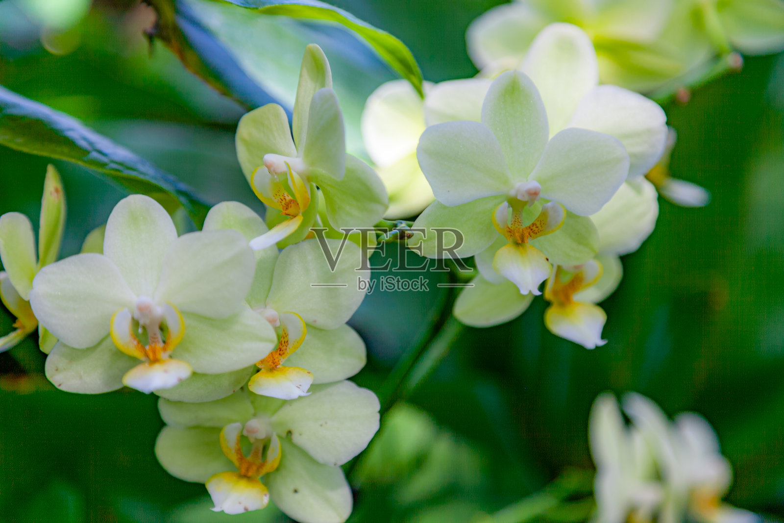 花展-匹兹堡，宾夕法尼亚州照片摄影图片