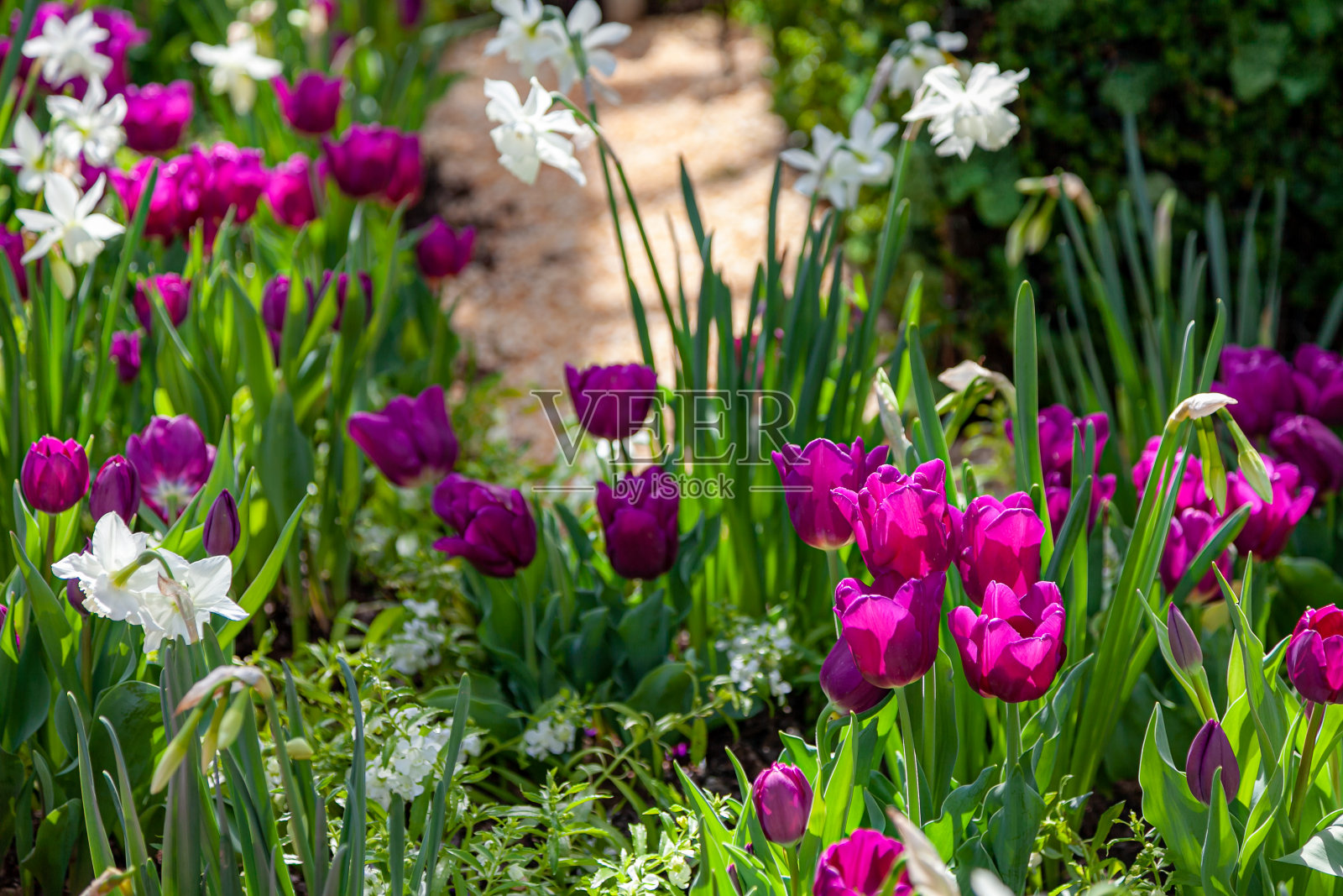 花展-匹兹堡，宾夕法尼亚州照片摄影图片