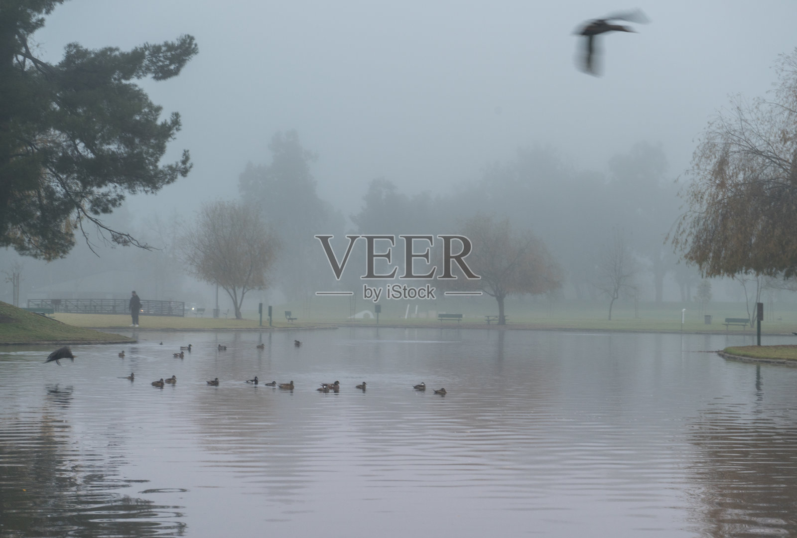 飞行和游泳。照片摄影图片