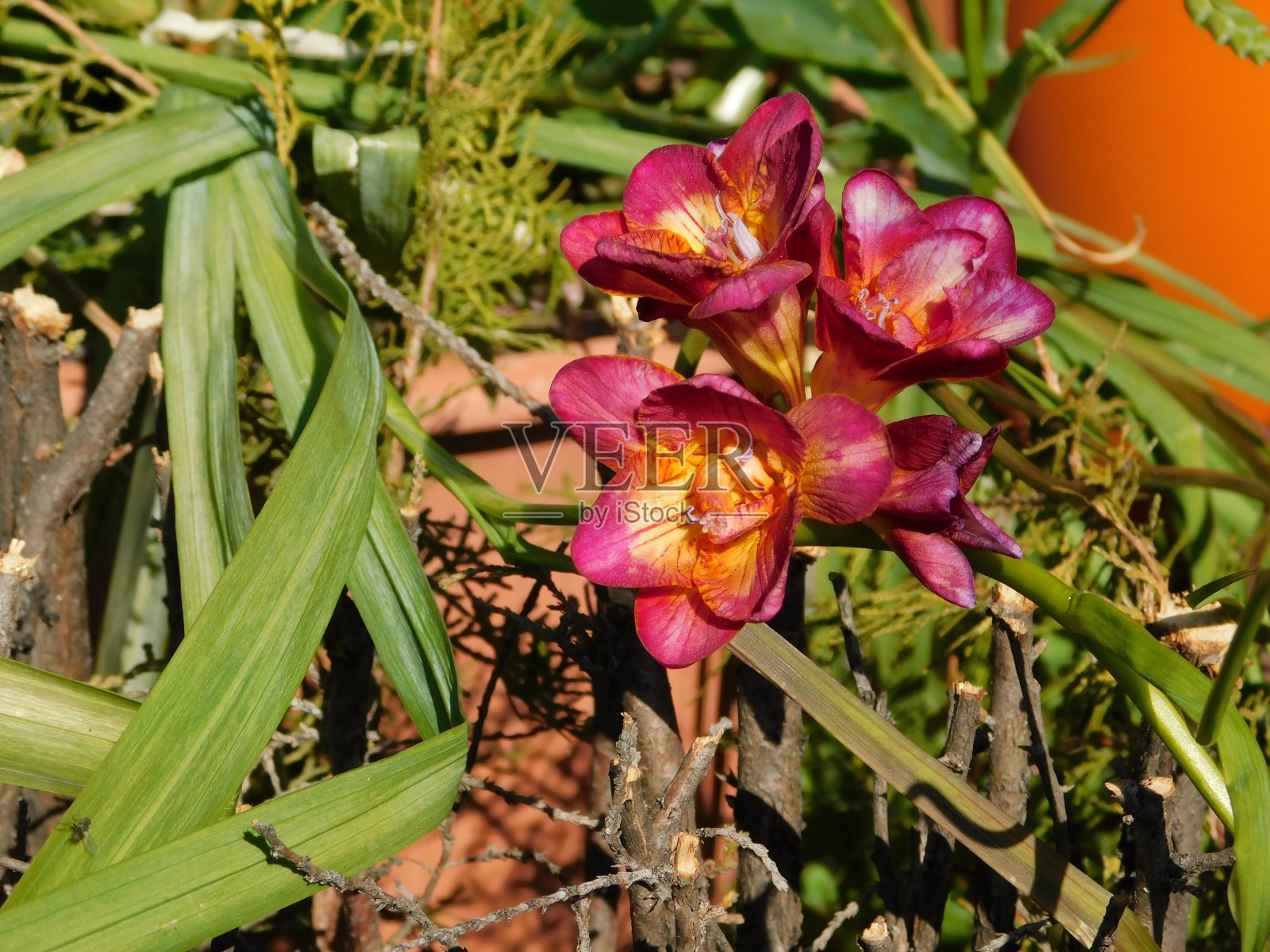 红色的小苍兰照片摄影图片