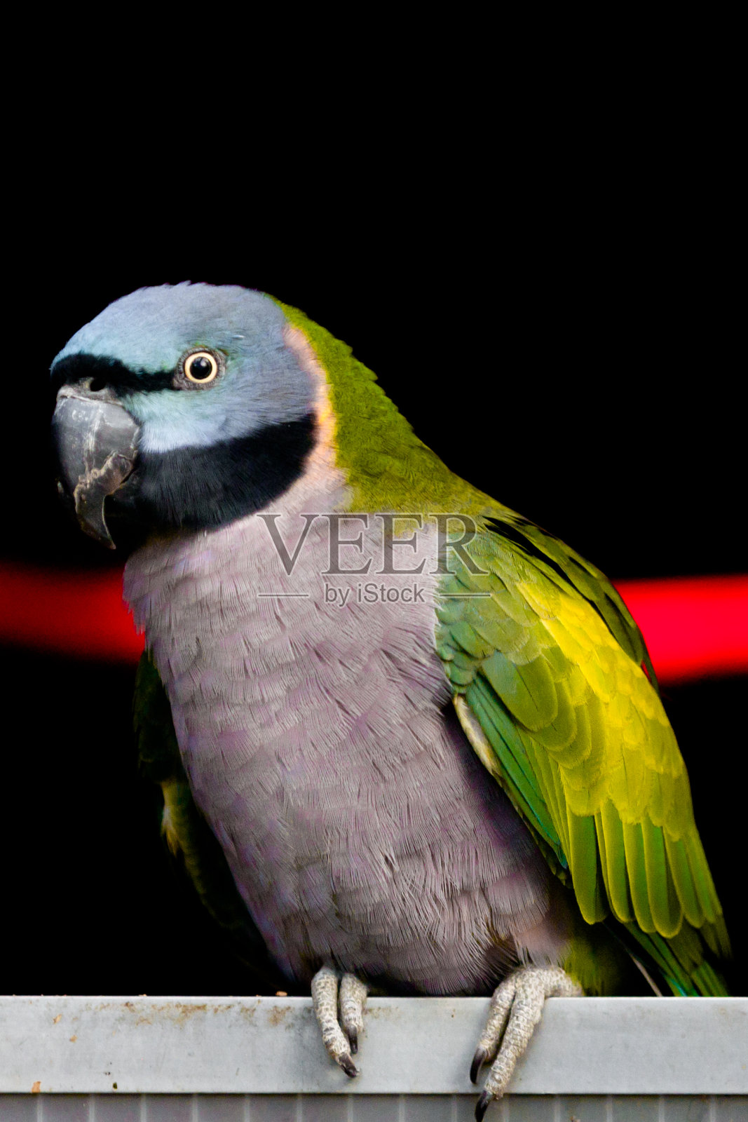 鹦鹉照片摄影图片