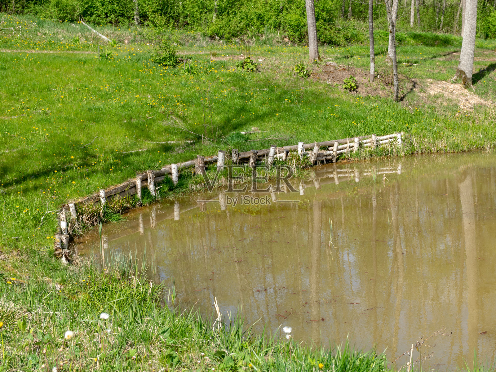 一个小池塘，阴暗的水面反射出树木的阴影照片摄影图片