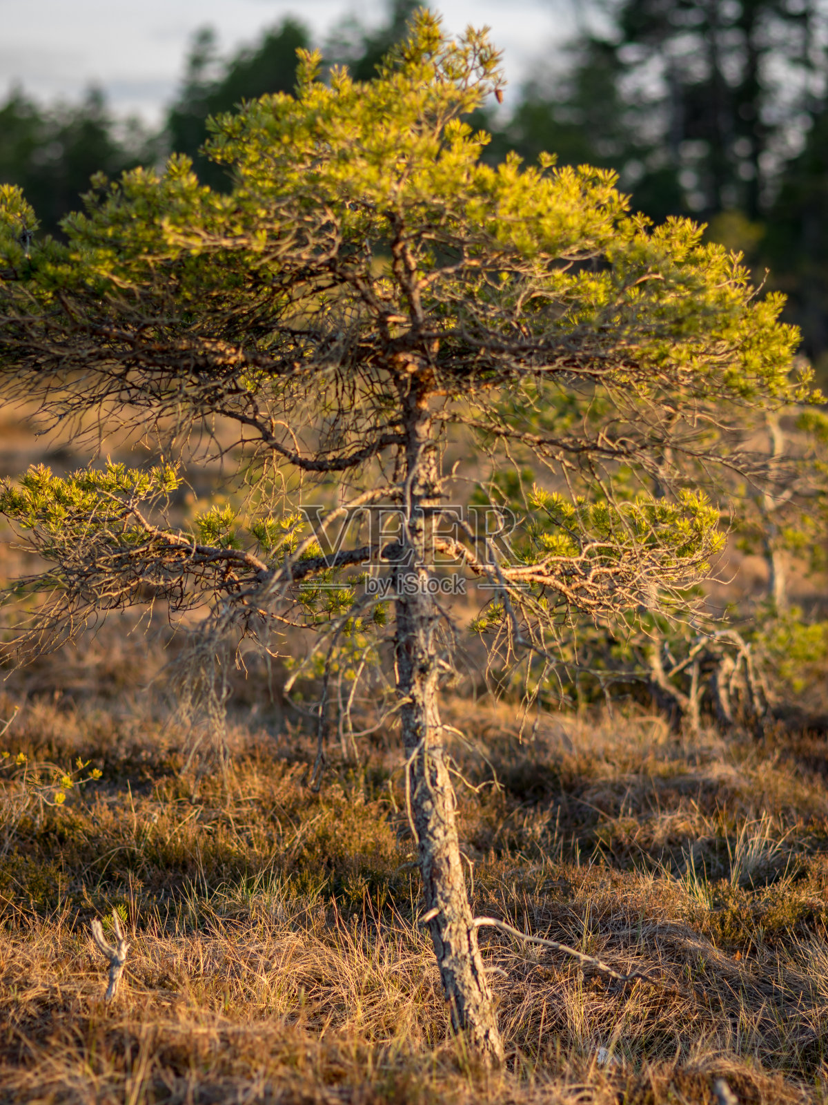 在沼泽日落，沼泽松树类似天然盆景树，典型的沼泽景观照片摄影图片