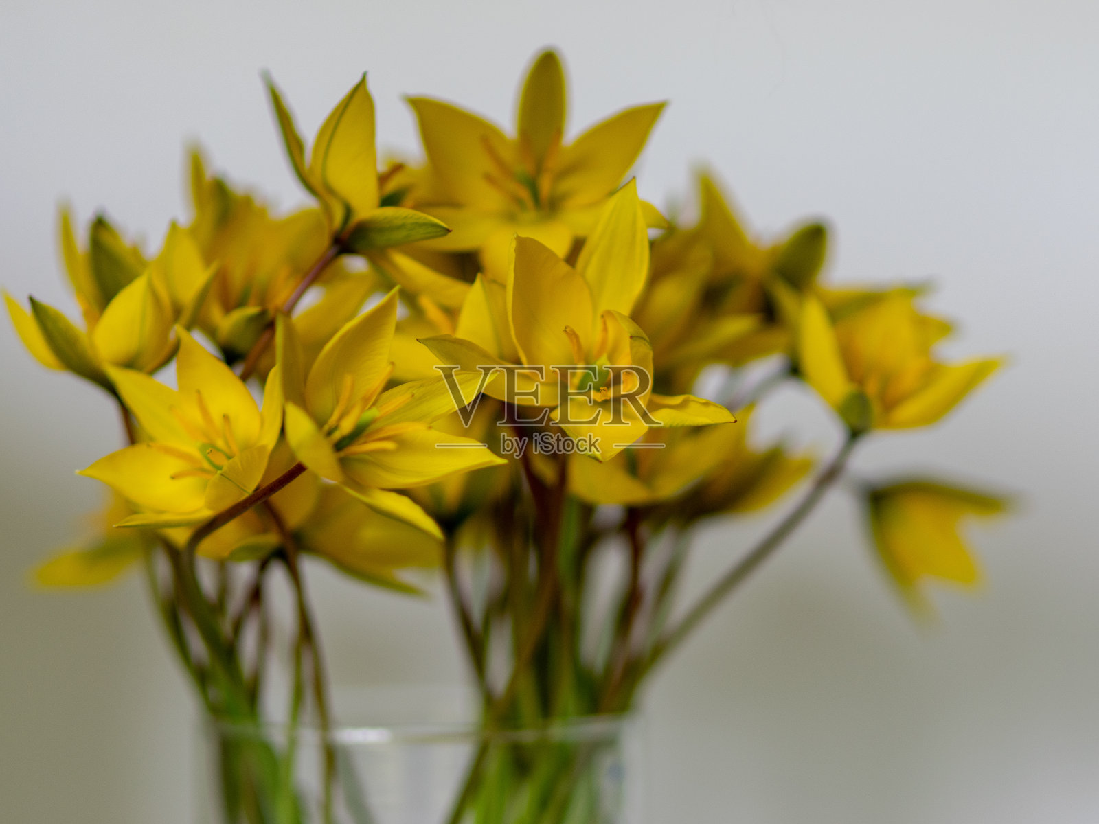 黄色的野生郁金香在一个玻璃花瓶，黄色花瓣碎片在一个模糊的背景照片摄影图片