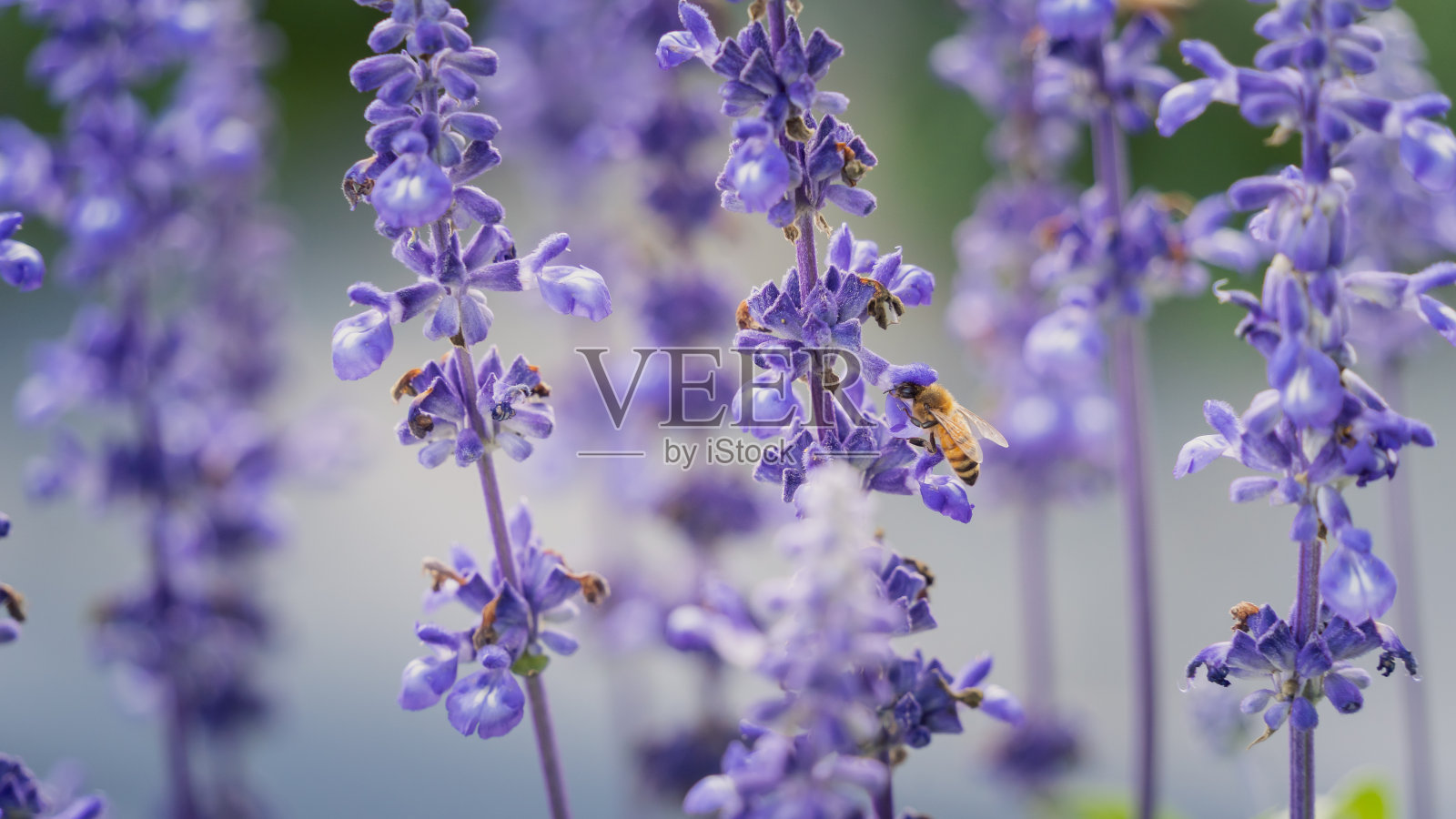 寻找紫色薰衣草花蜜的蜜蜂。动物的概念照片摄影图片