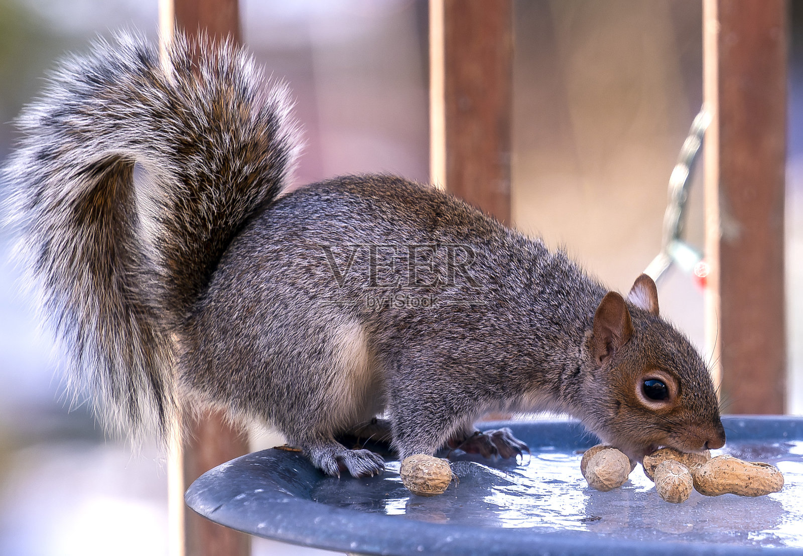 一只松鼠来到甲板上，发现了花生照片摄影图片