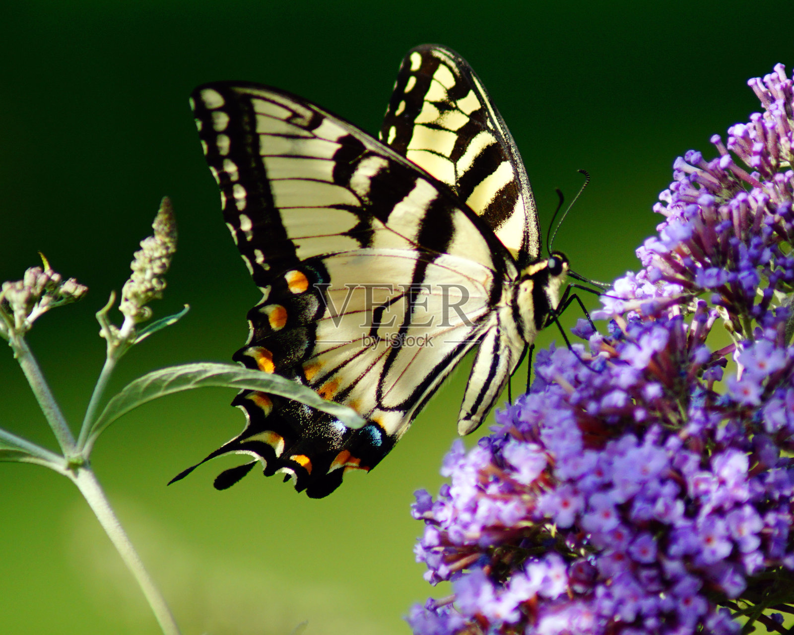 老虎燕尾蝶在灌木丛照片摄影图片