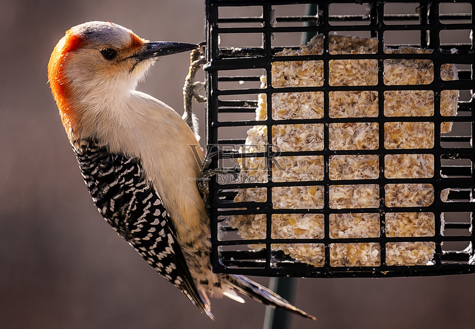 啄木鸟在板油喂食器喂食照片摄影图片