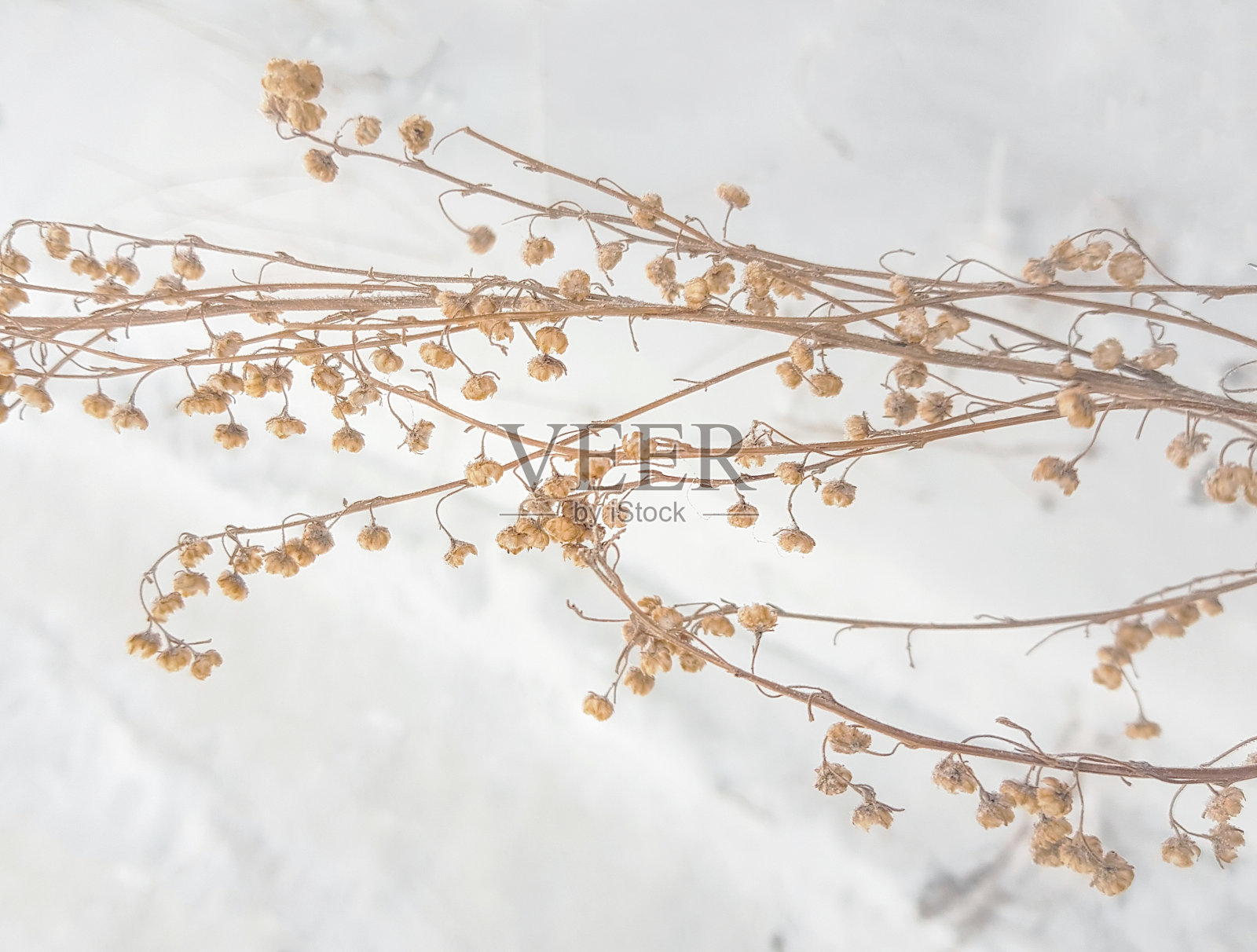 冬日雪地上的枯黄草丛，特写镜头照片摄影图片