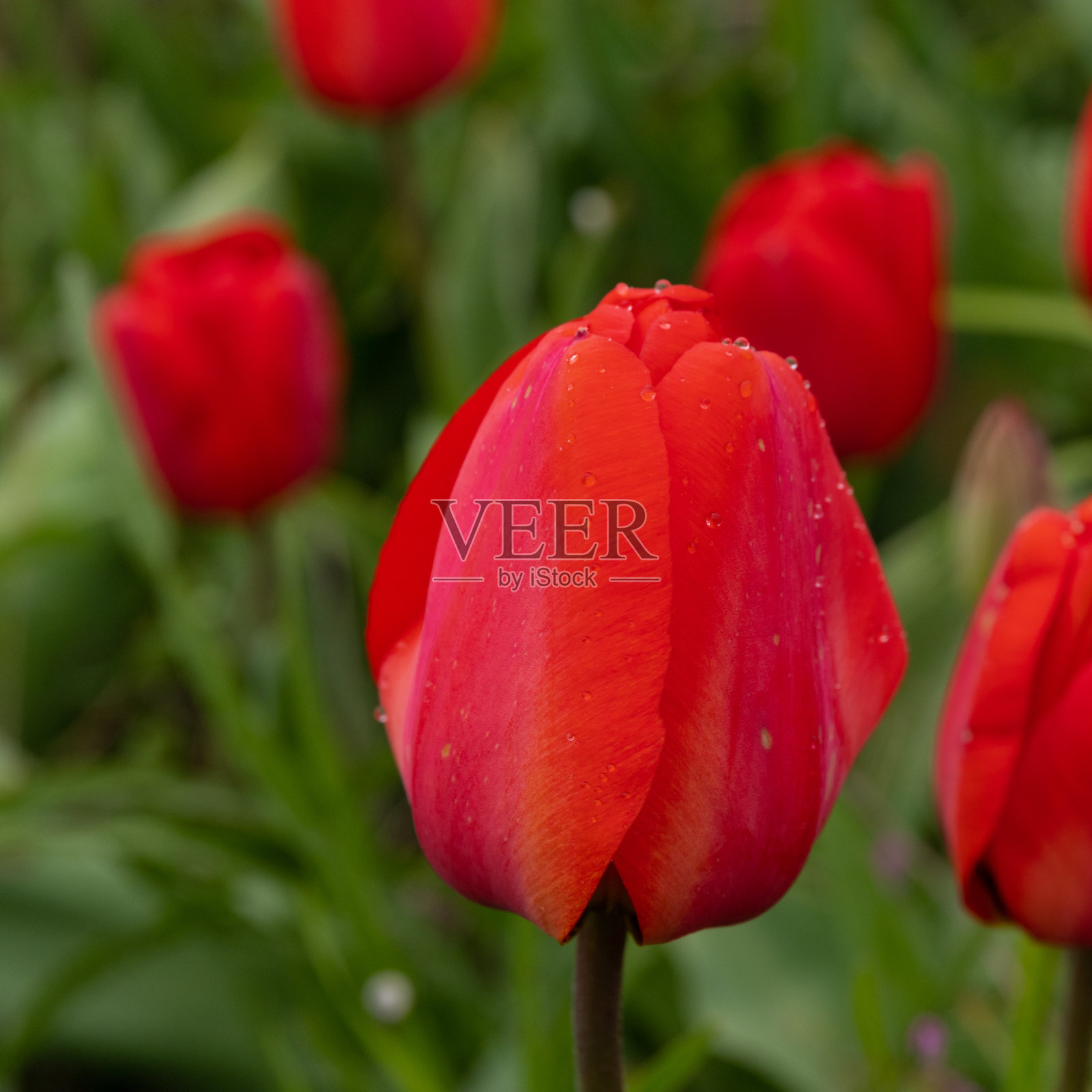 草地上的红色郁金香。花的背景。照片摄影图片