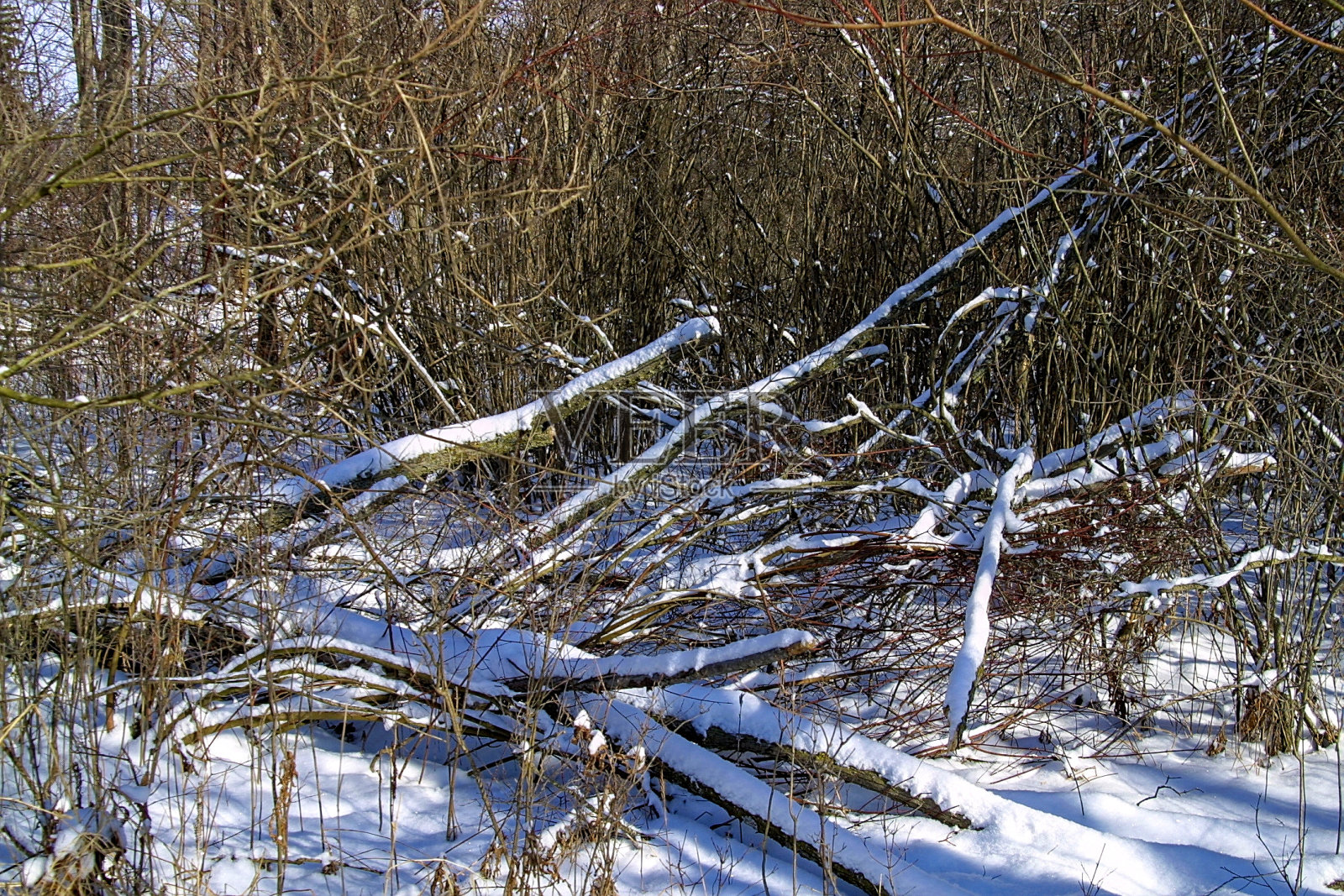伍兹在Ropchan照片摄影图片