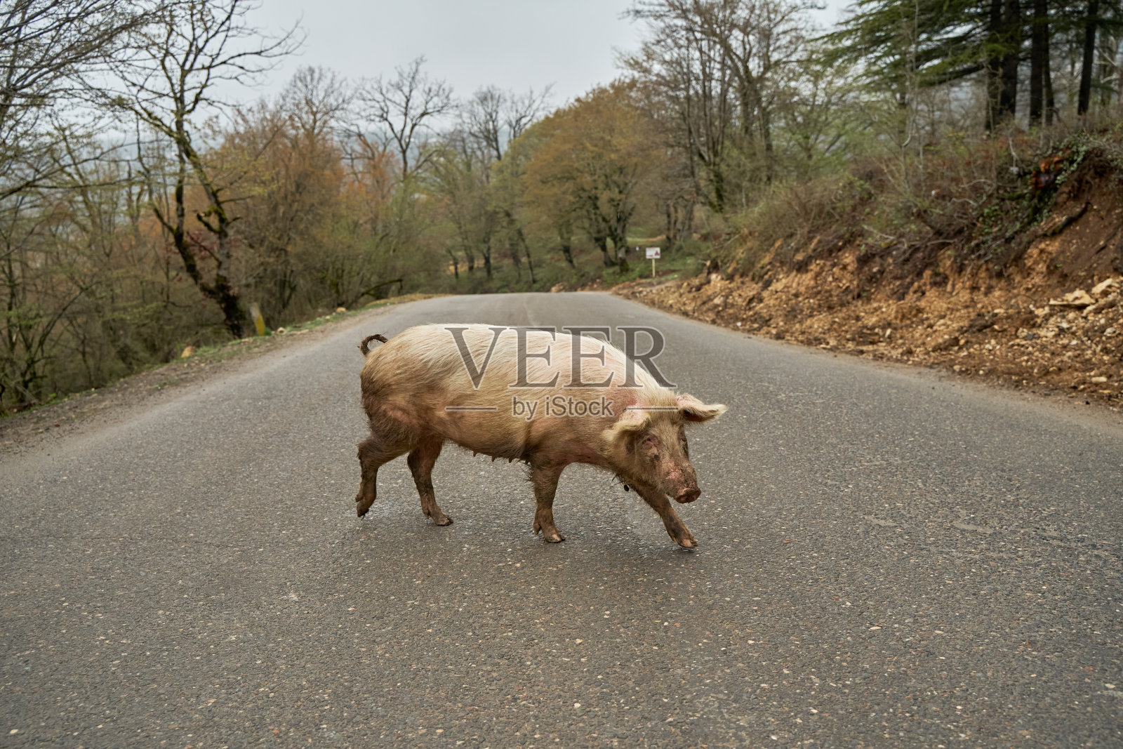 家猪在路上自己走照片摄影图片