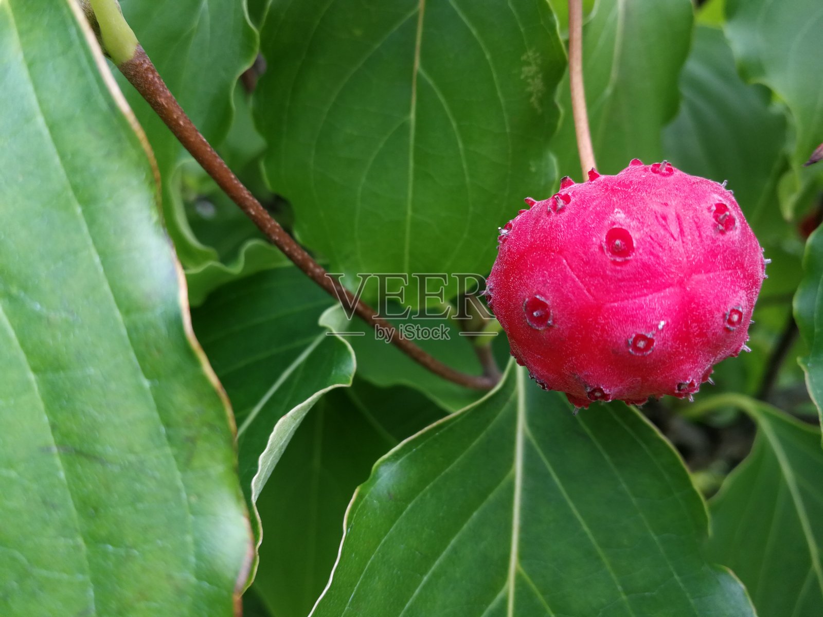日本山茱萸果实照片摄影图片