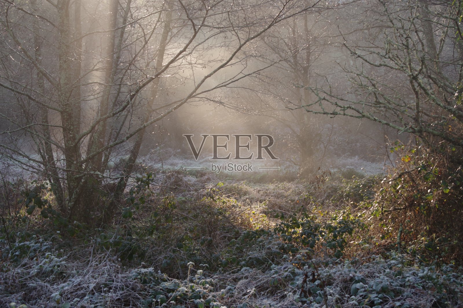 小溪边的霜和雾。照片摄影图片