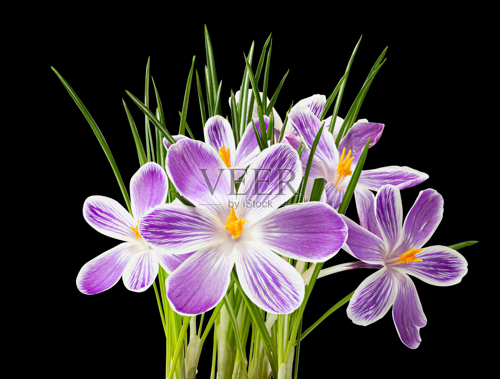 秋天藏红花孤立在黑色背景上照片摄影图片